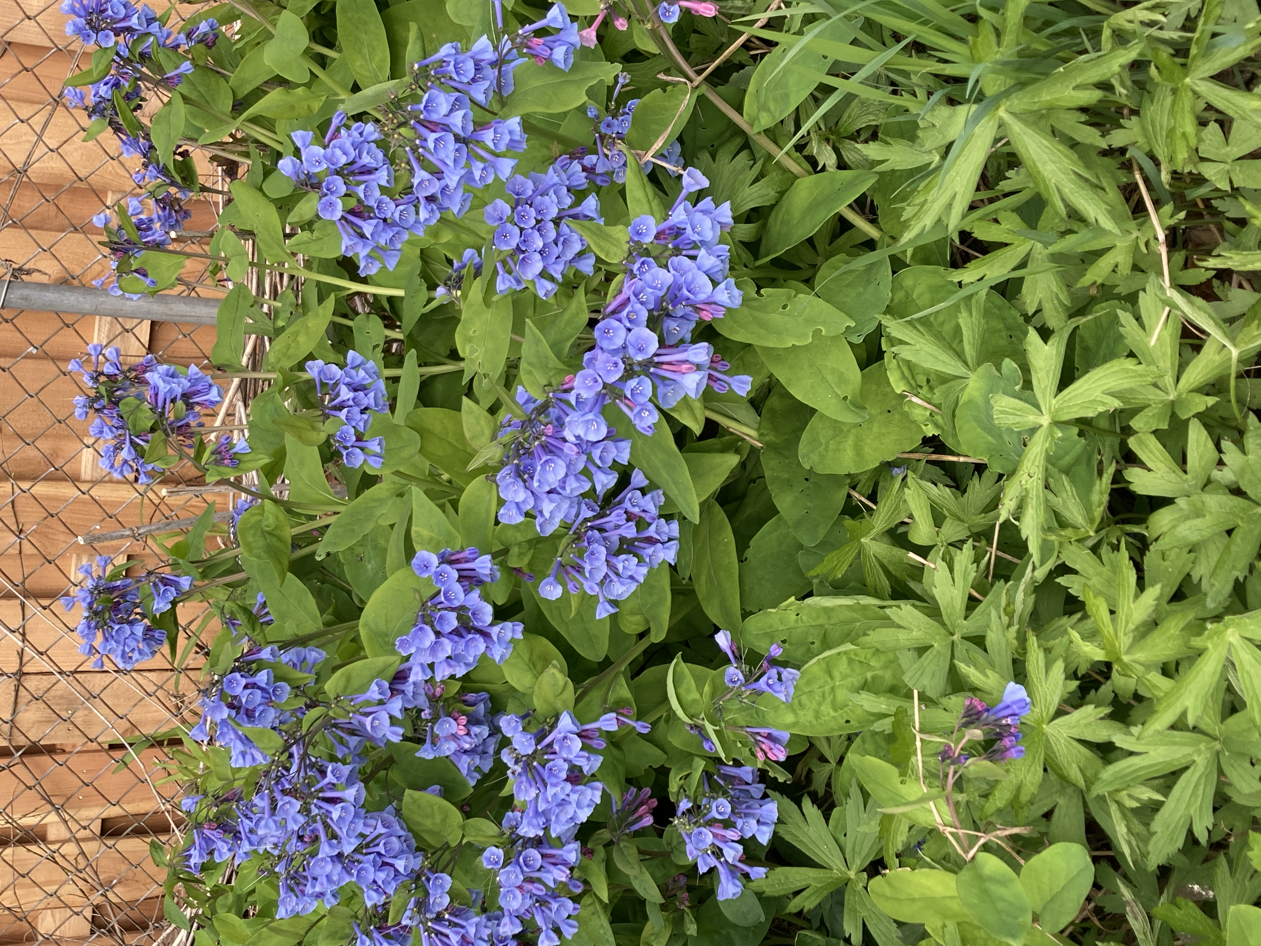 Virginia bluebells