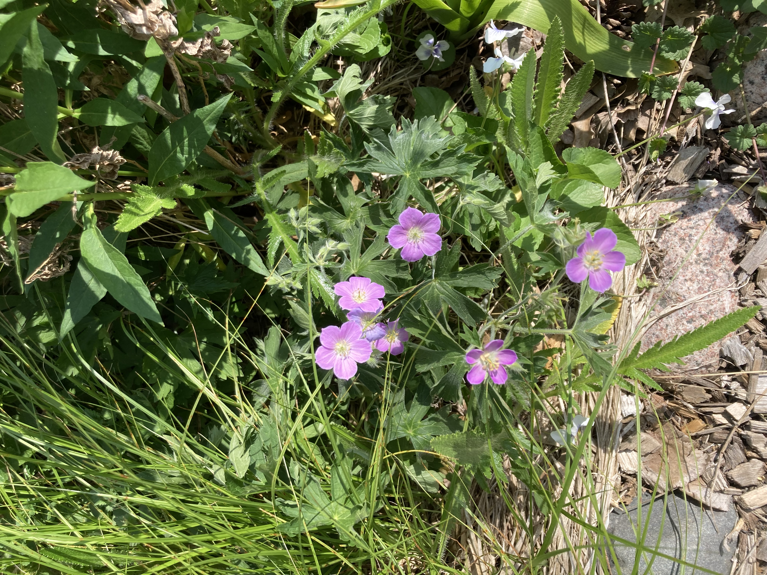 Wild geranium & common violets
