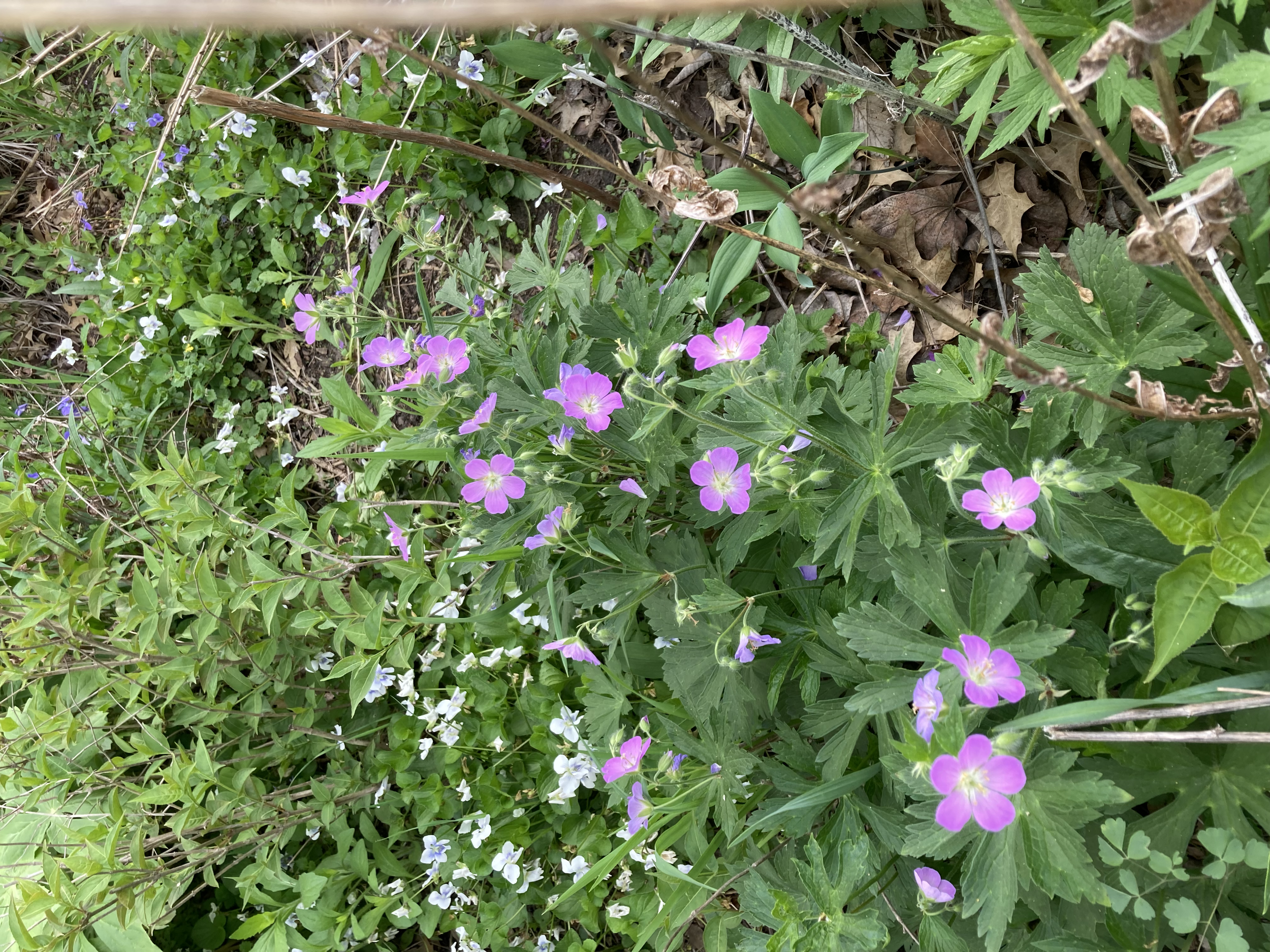 Wild geranium & common violets