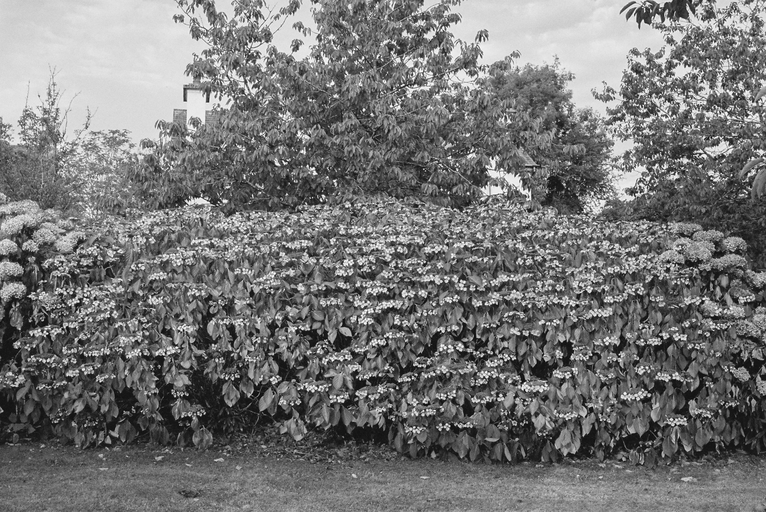 08.2022_Canon EOS 500_Lomo 800-07412-0005.jpg