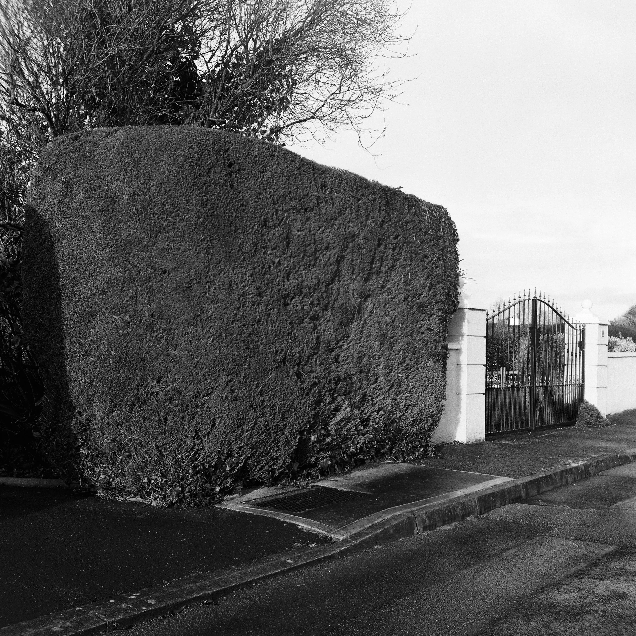 02.2026_Yashica D_Ilford HP5 400_b-06805-0005.jpg