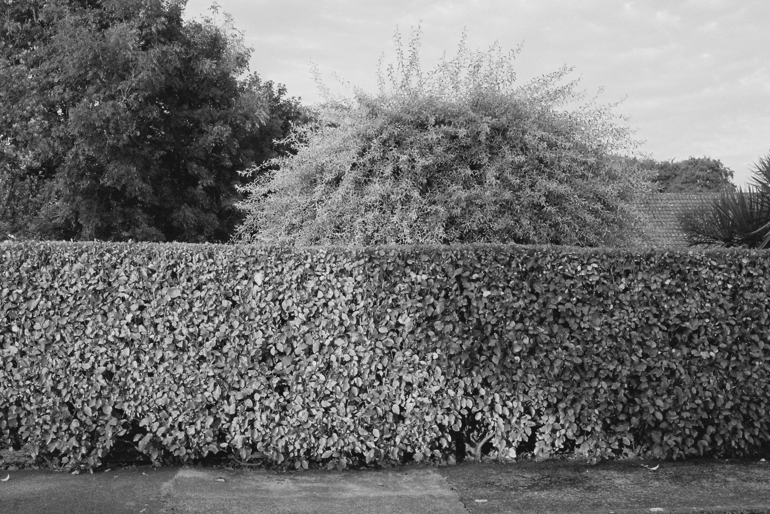 08.2022_Canon EOS 500_Lomo 800-07412-013A.jpg