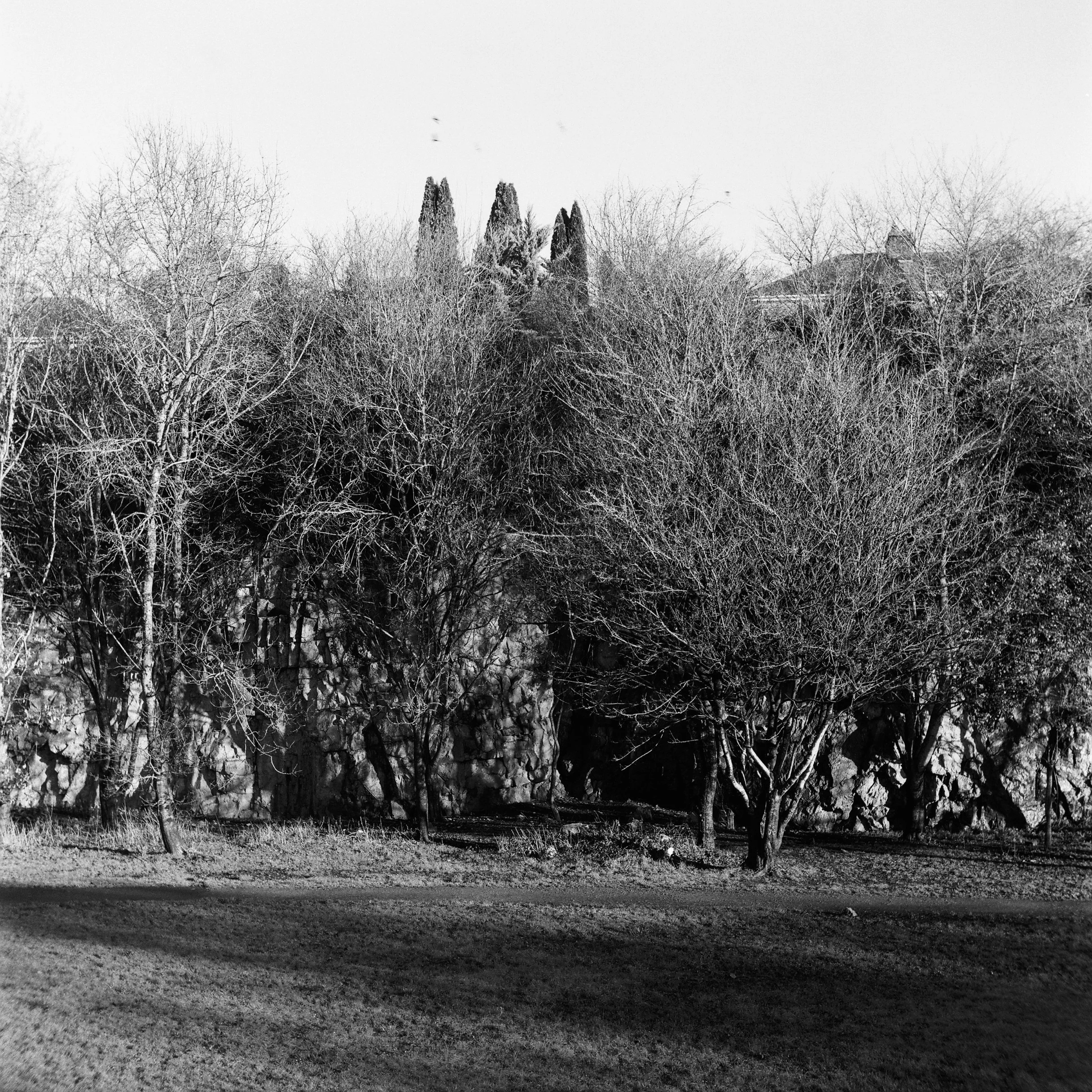 01.2026_Yashica D_Ilford HP5 Plus 200-06143-0007.jpg