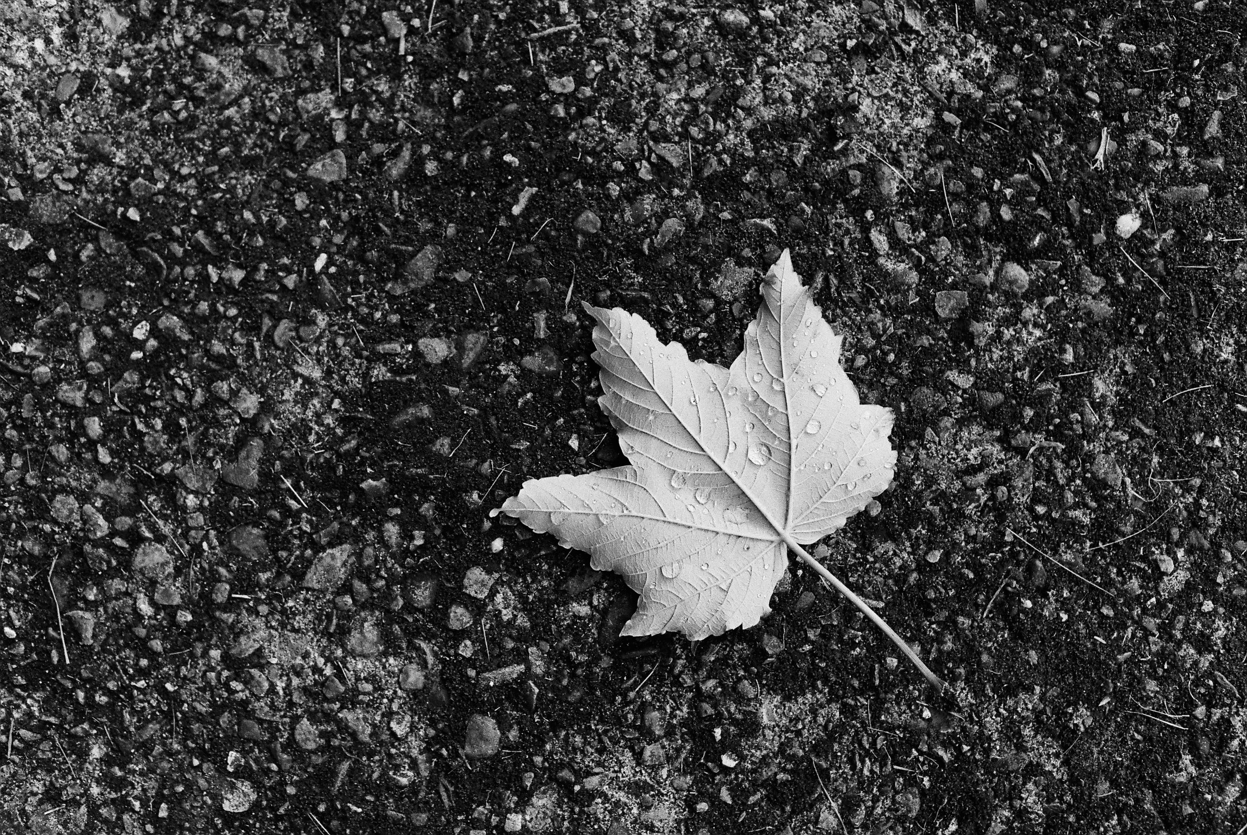 07.2025_Canon FTb QL_Ilford HP5 Plus-02919-0025.jpg