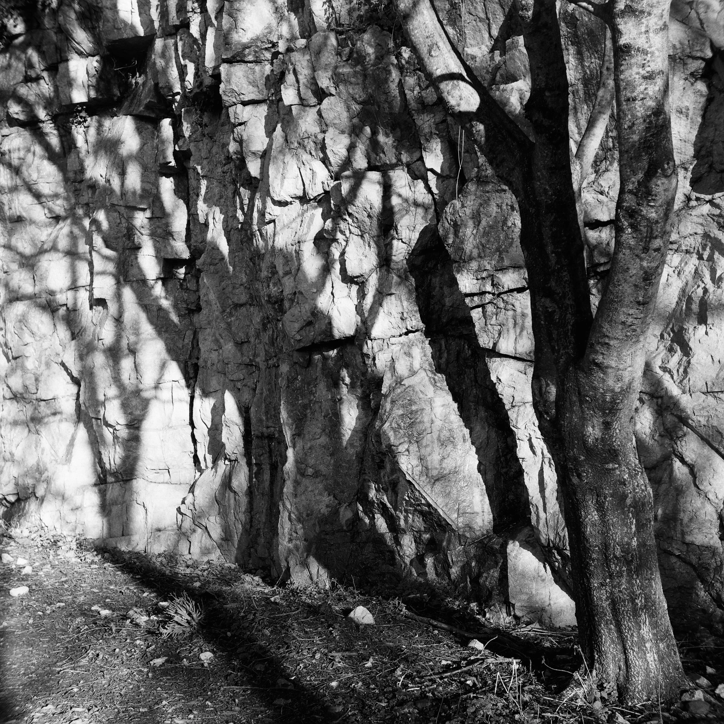 Japanese Gardens, Ballinlough, Cork, January 2026