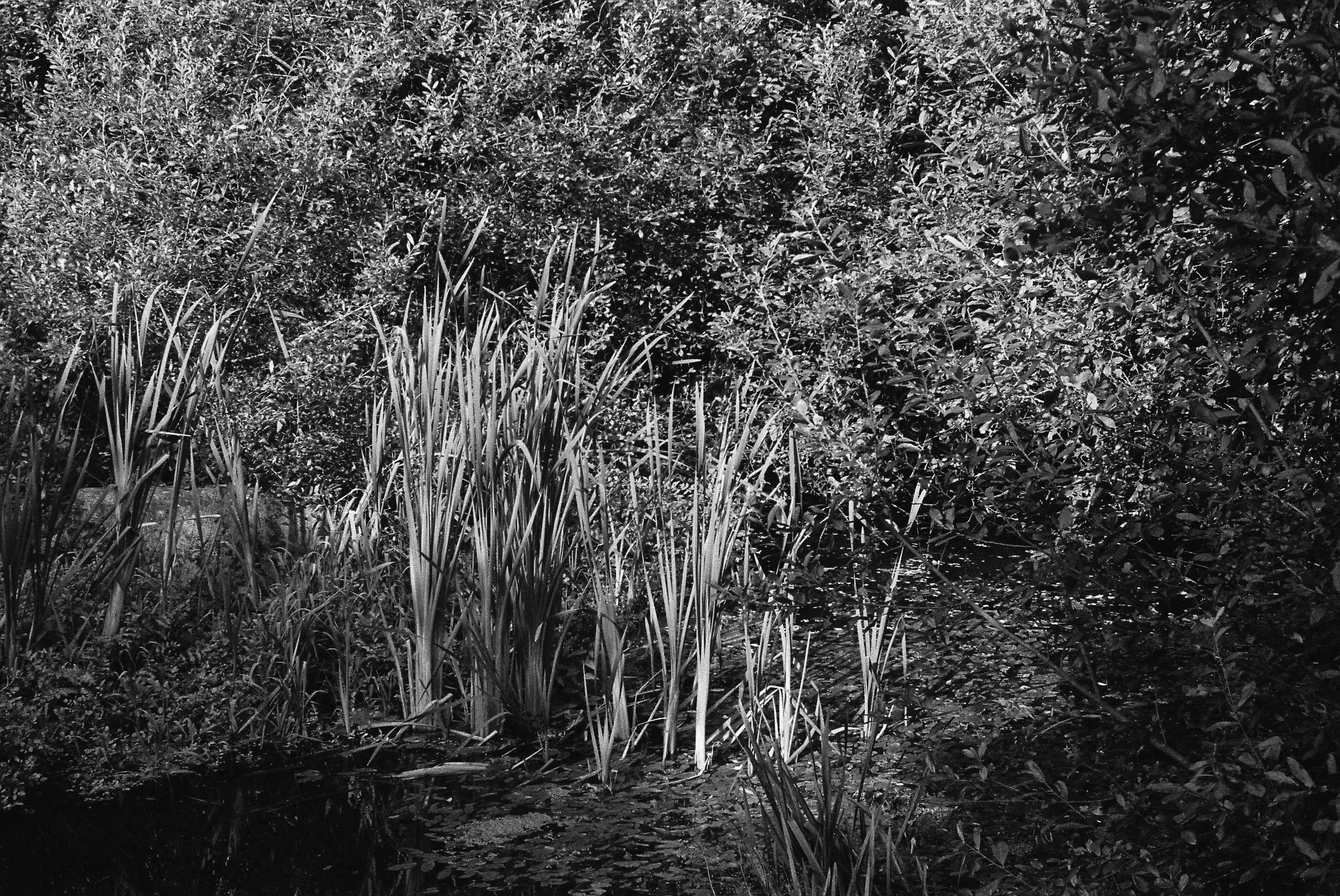 08.2024_Canon P_Iflord HP5 400-00542-0006.jpg