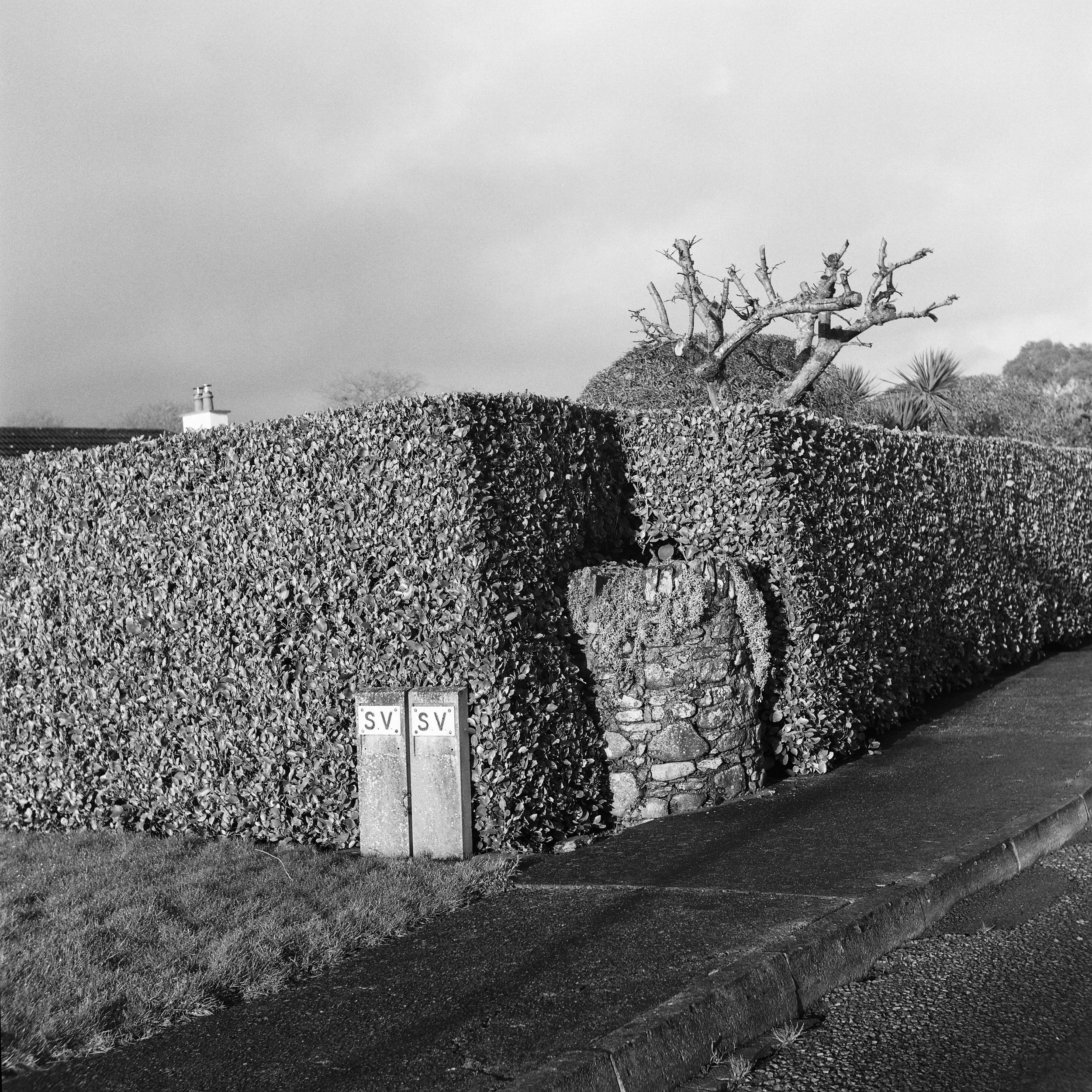 02.2026_Yashica D_Ilford HP5 400_b-06805-0002.jpg