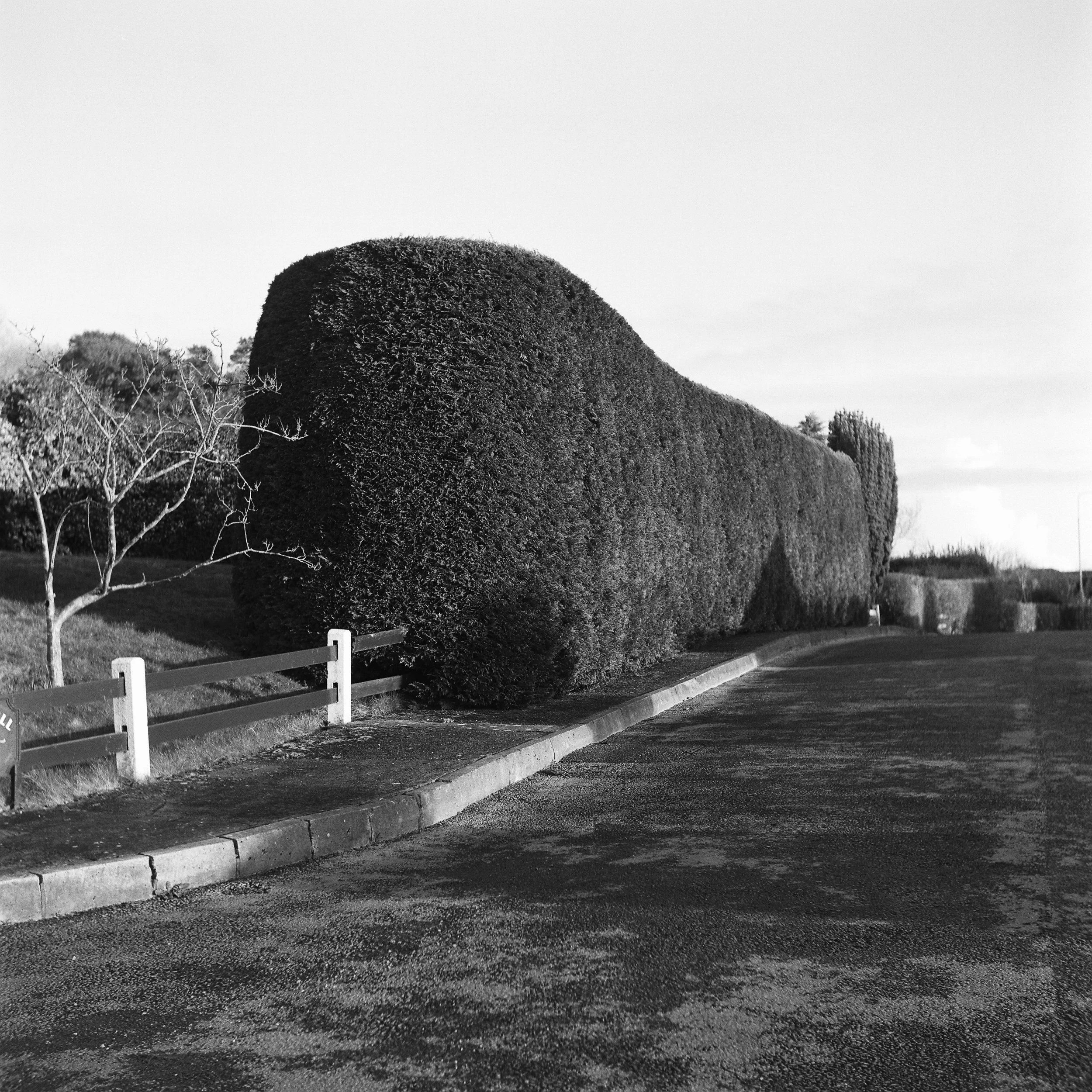 02.2026_Yashica D_Ilford HP5 400_c-06806-0004.jpg