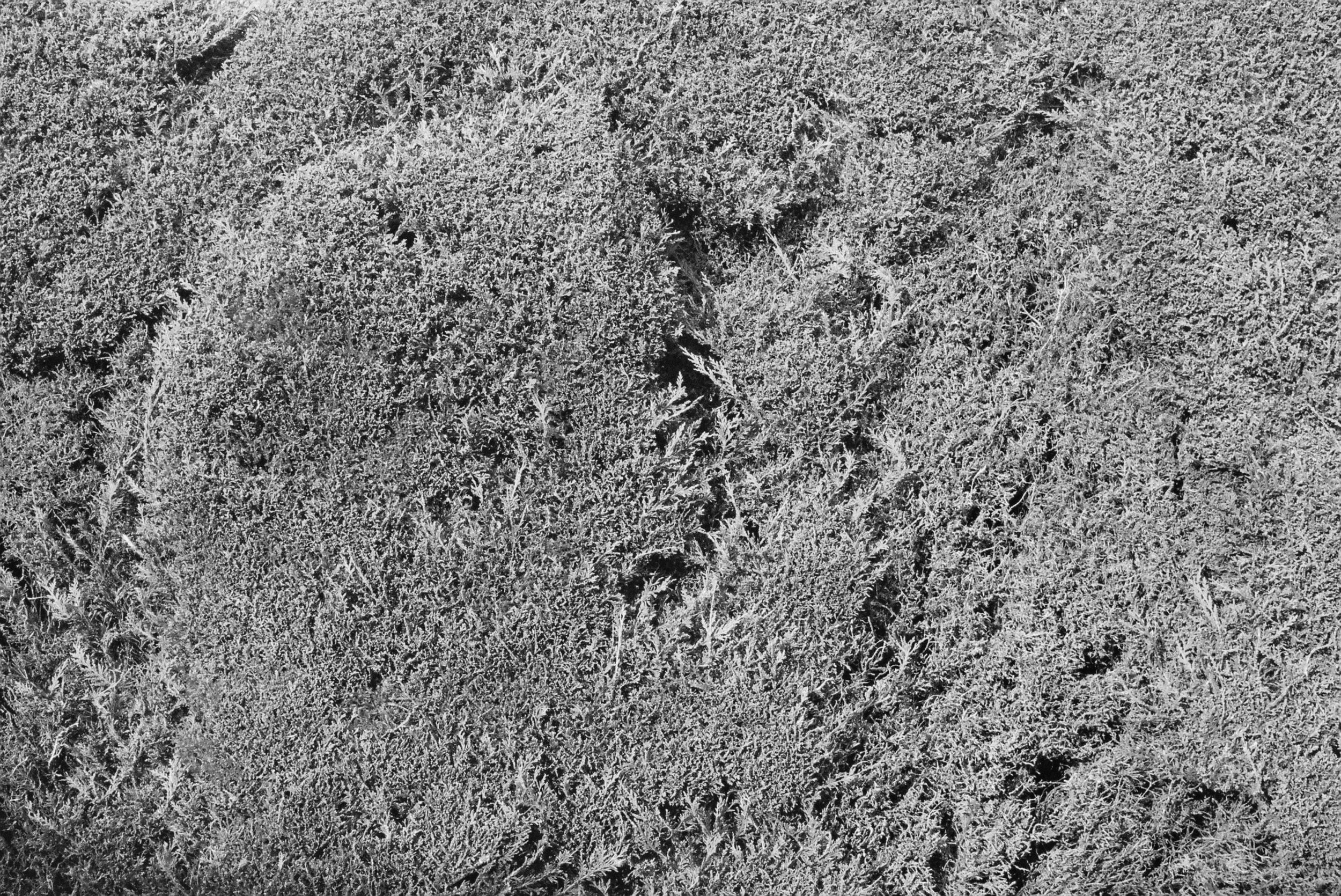 08.2022_Canon EOS 500_Lomo 800-07412-0003.jpg