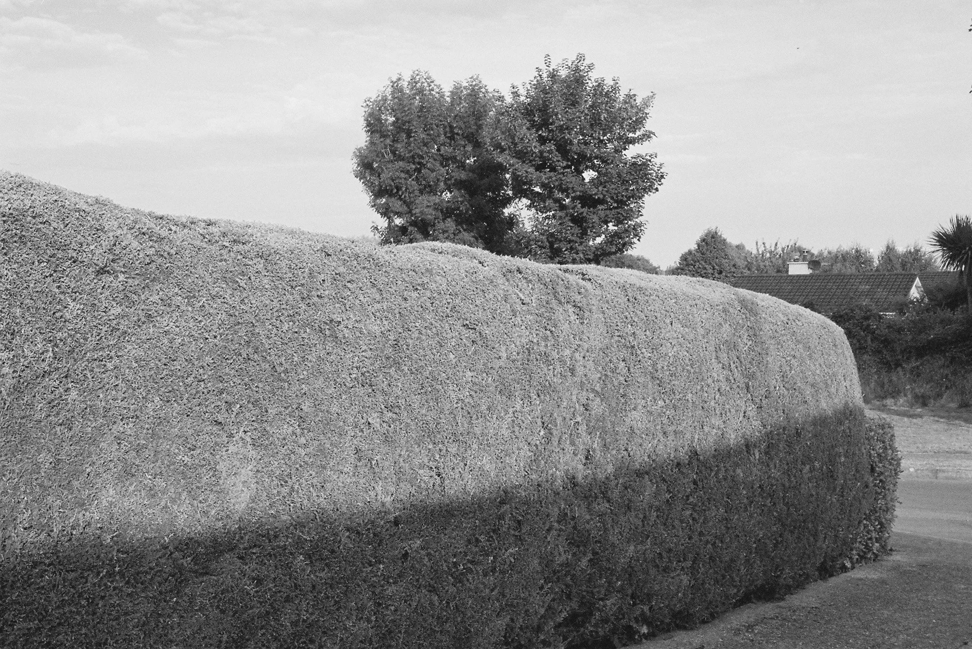 08.2022_Canon EOS 500_Lomo 800-07412-0002.jpg