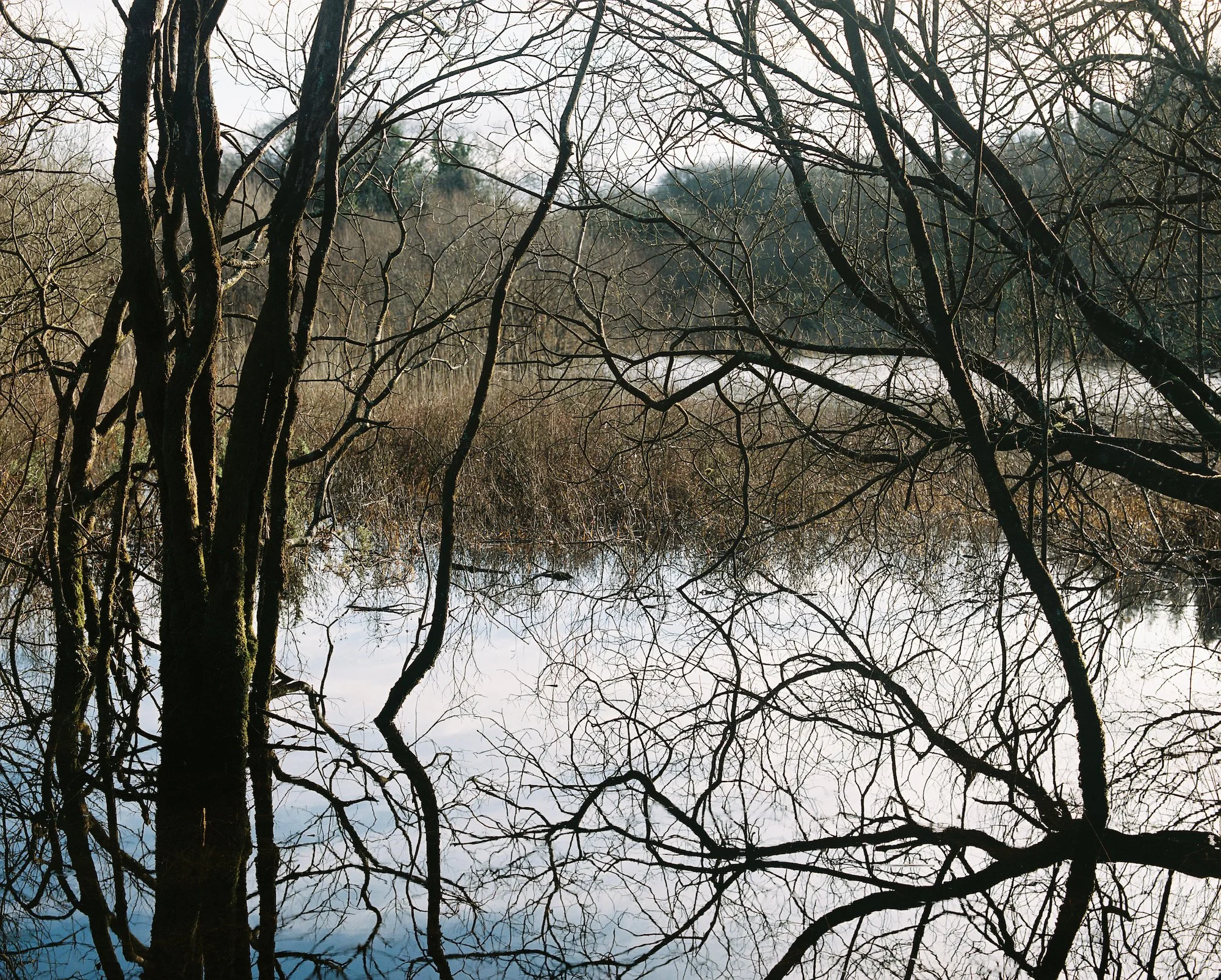 The Ponds