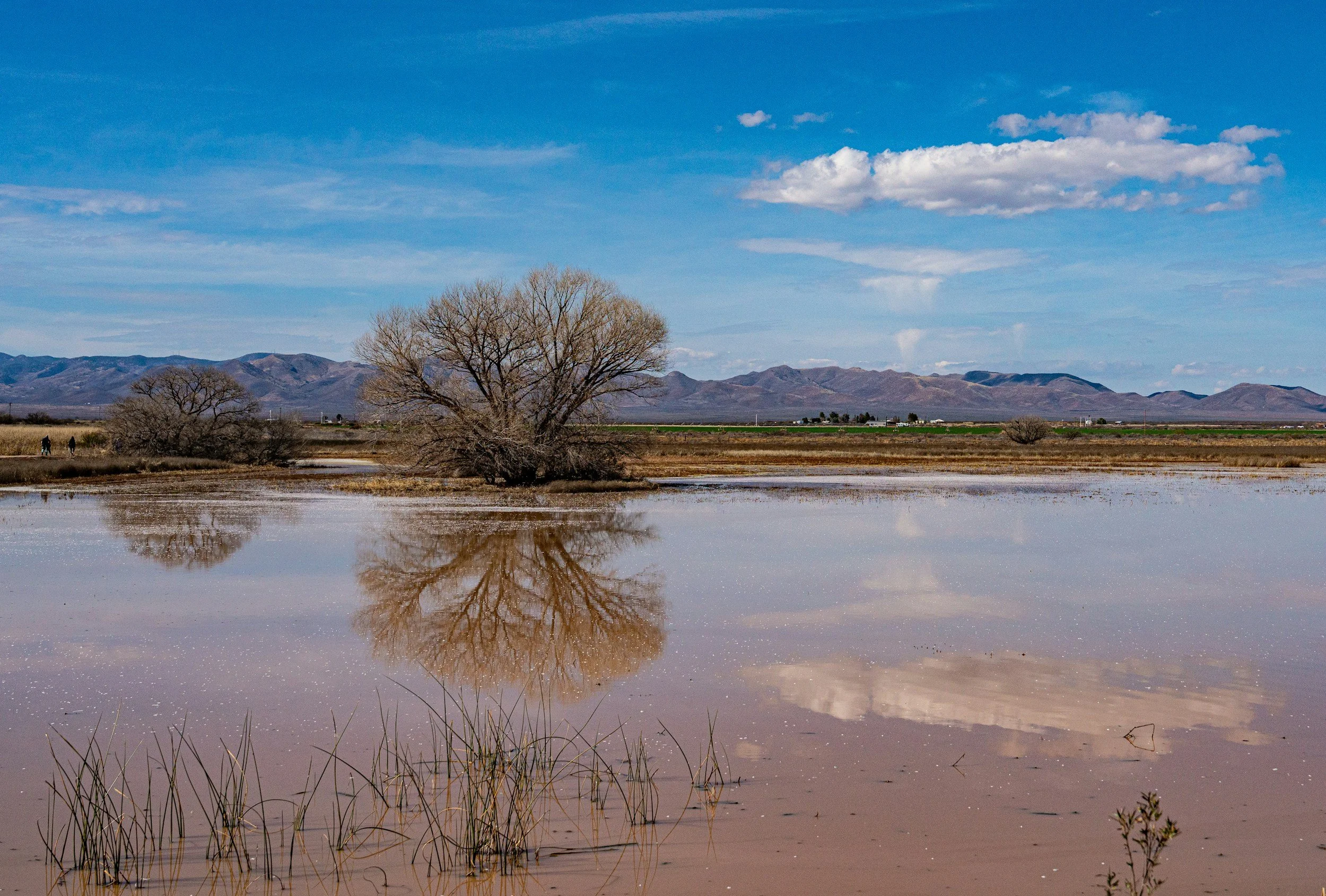 How to Obtain and Use PRISM Estimates of Precipitation for Your Location