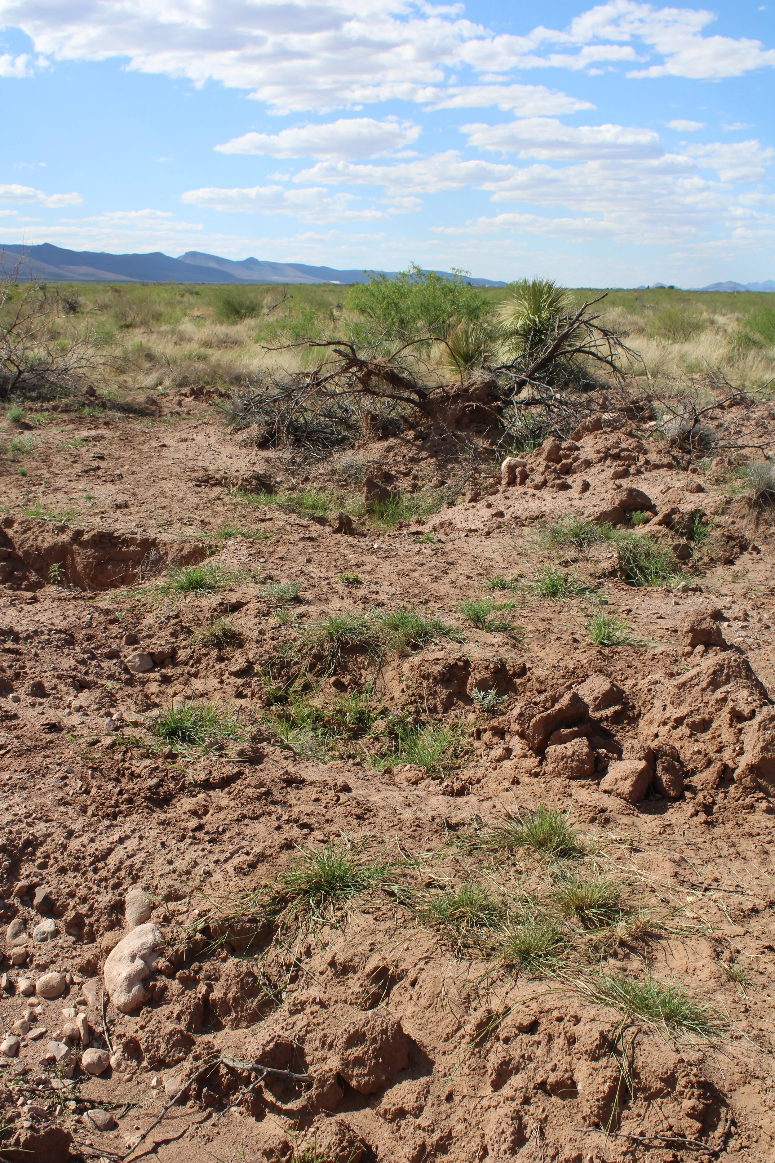 Guide to Rangeland Monitoring &amp; Assessment: Basic Concepts for Collecting, Interpreting, and Use of Rangeland Data for Management Planning and Decisions