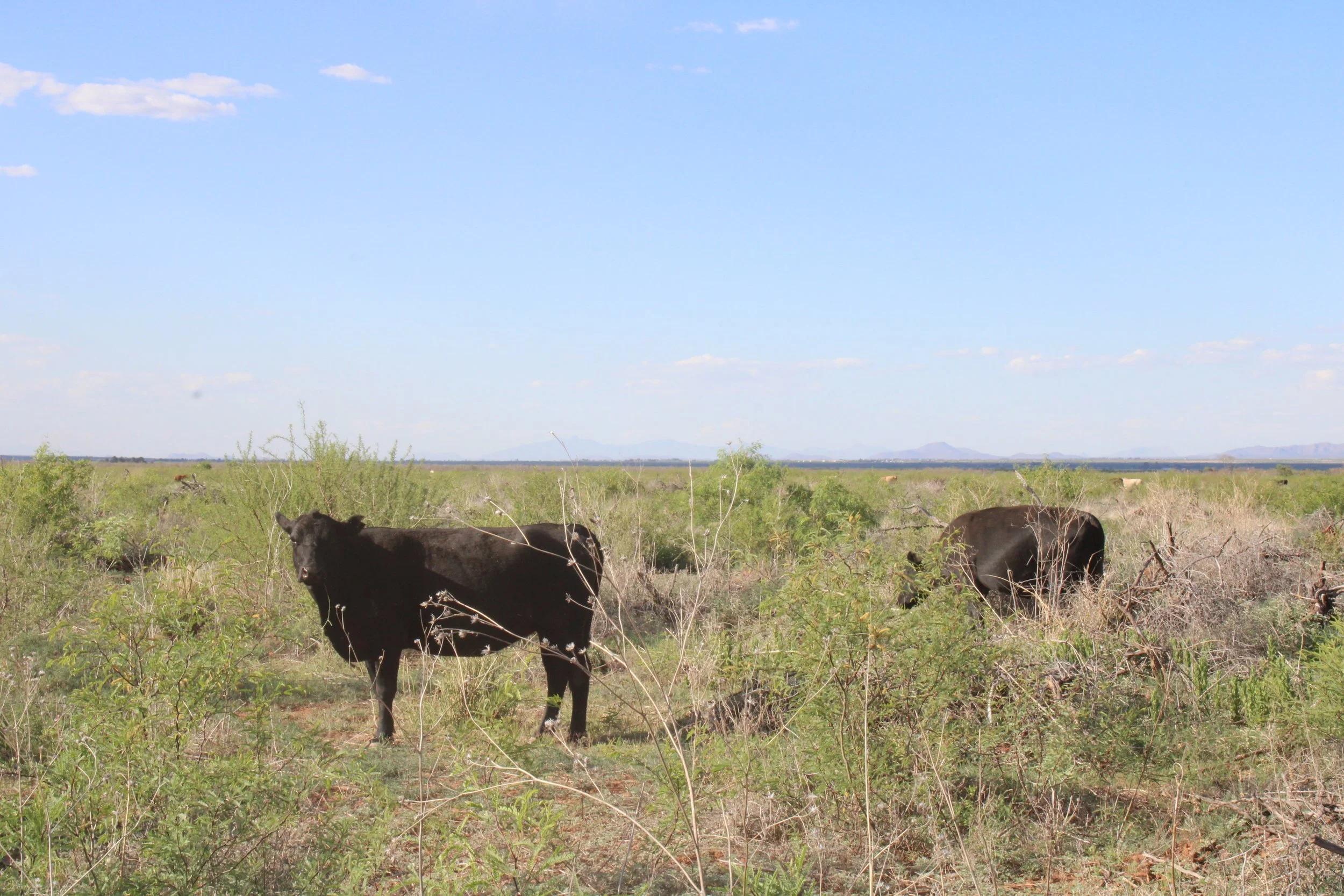Training Manual: Guide to Rangeland Monitoring &amp; Assessment