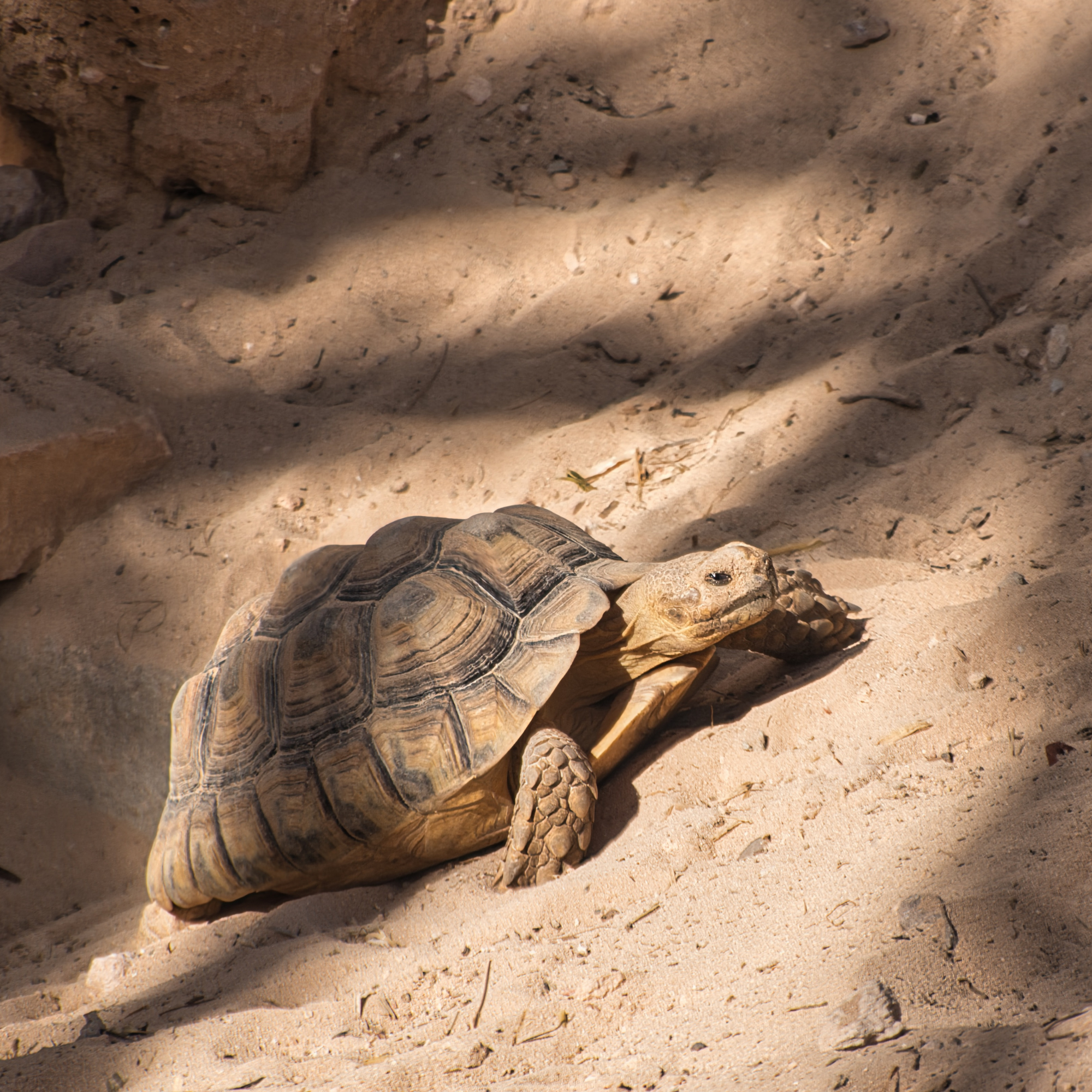 Best Management Practices for Ranching in Sonoran Desert Tortoise Habitat in AZ