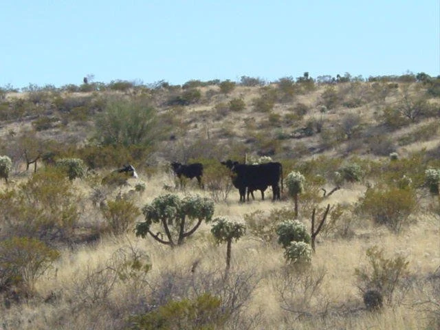 Grazing Management