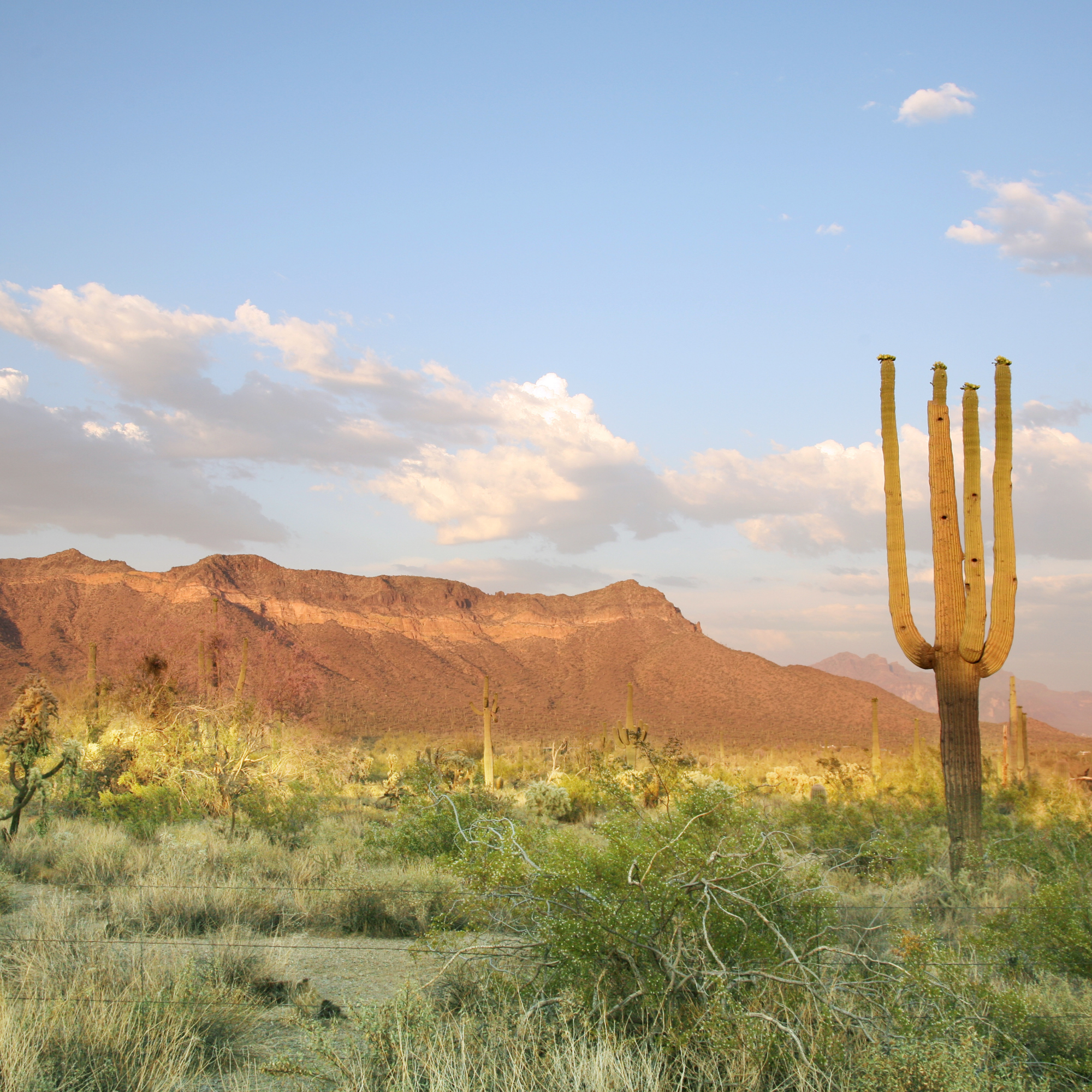 Symposium on Vegetation Management of Hot Desert Rangeland Ecosystems