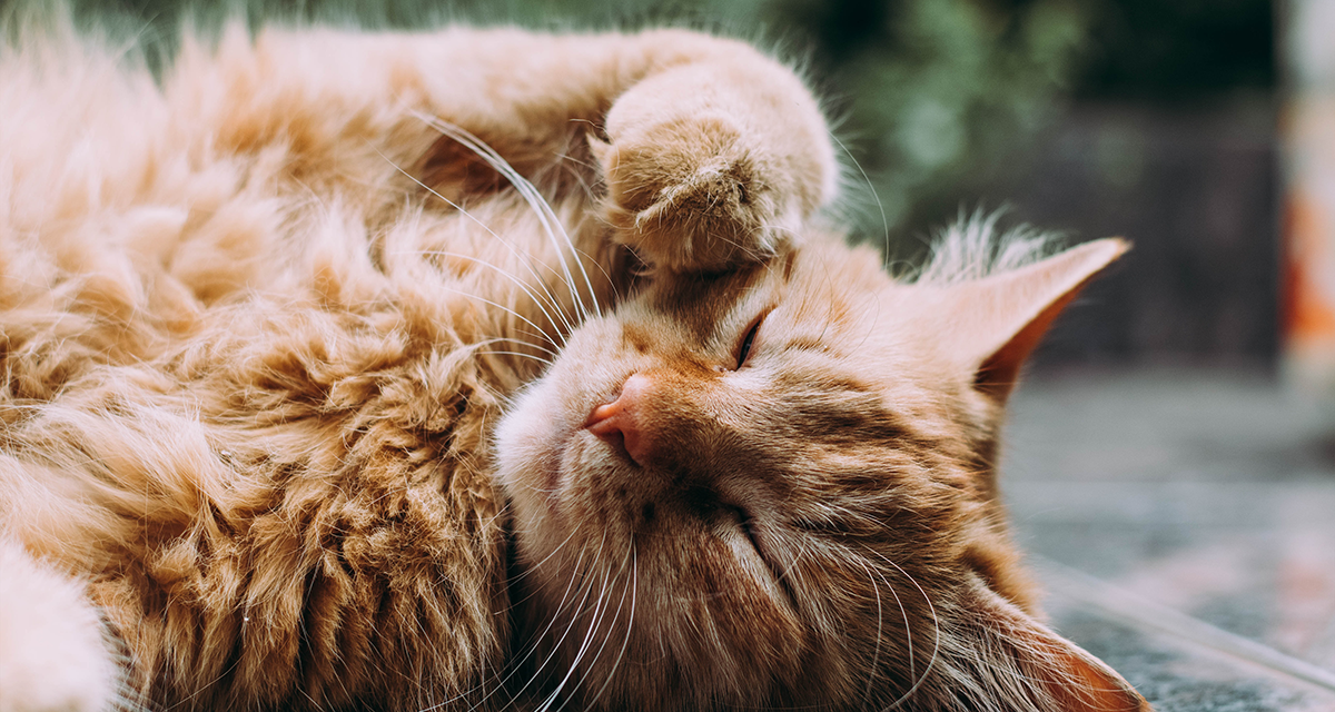 Quantos anos vive um gato (e