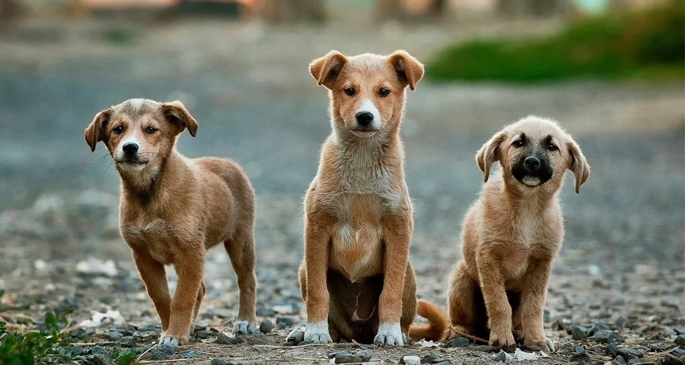 Quantos anos vive um cachorro expectativa por raça — VetSaúde