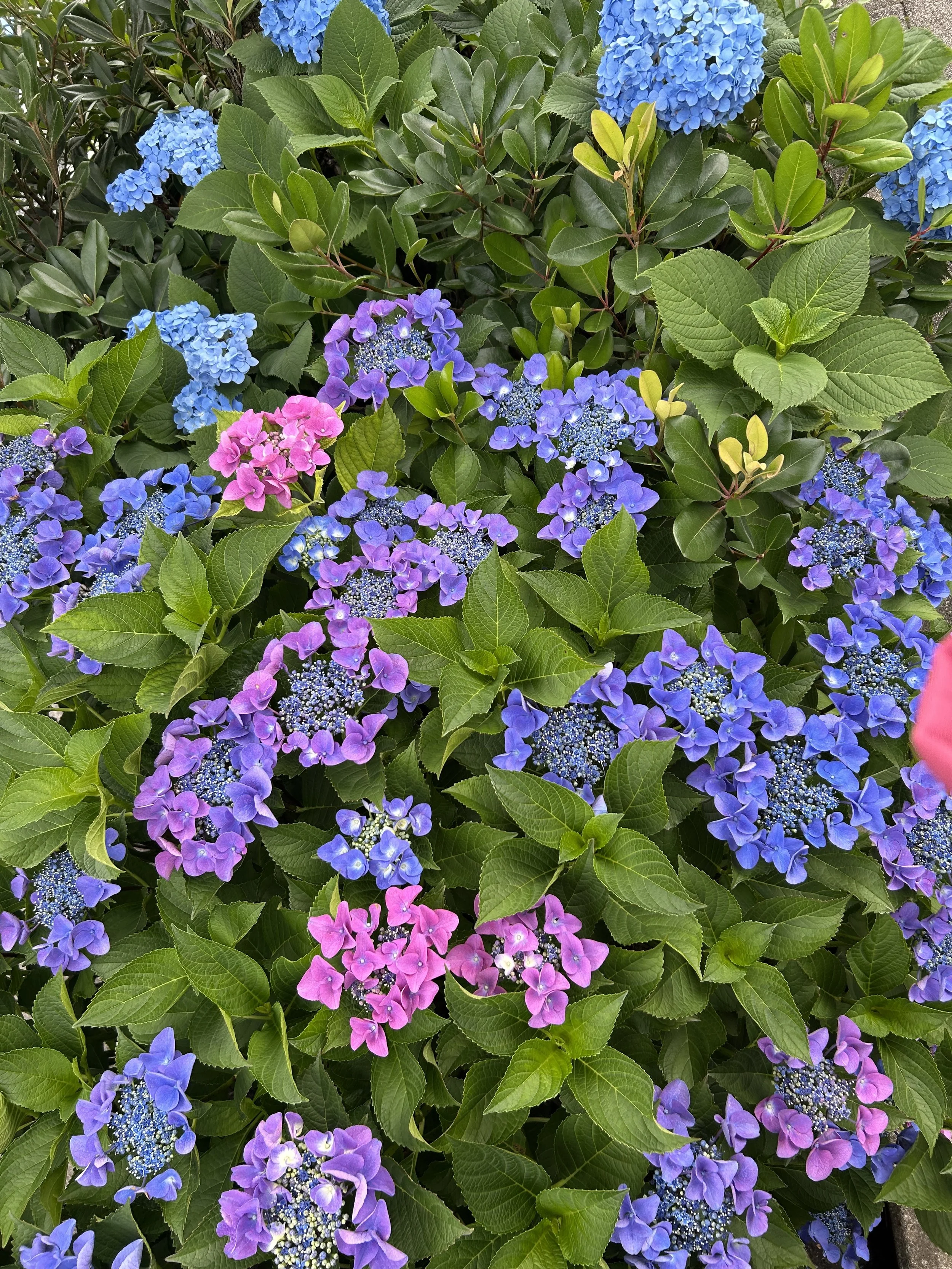 IMG_2169.jpeg