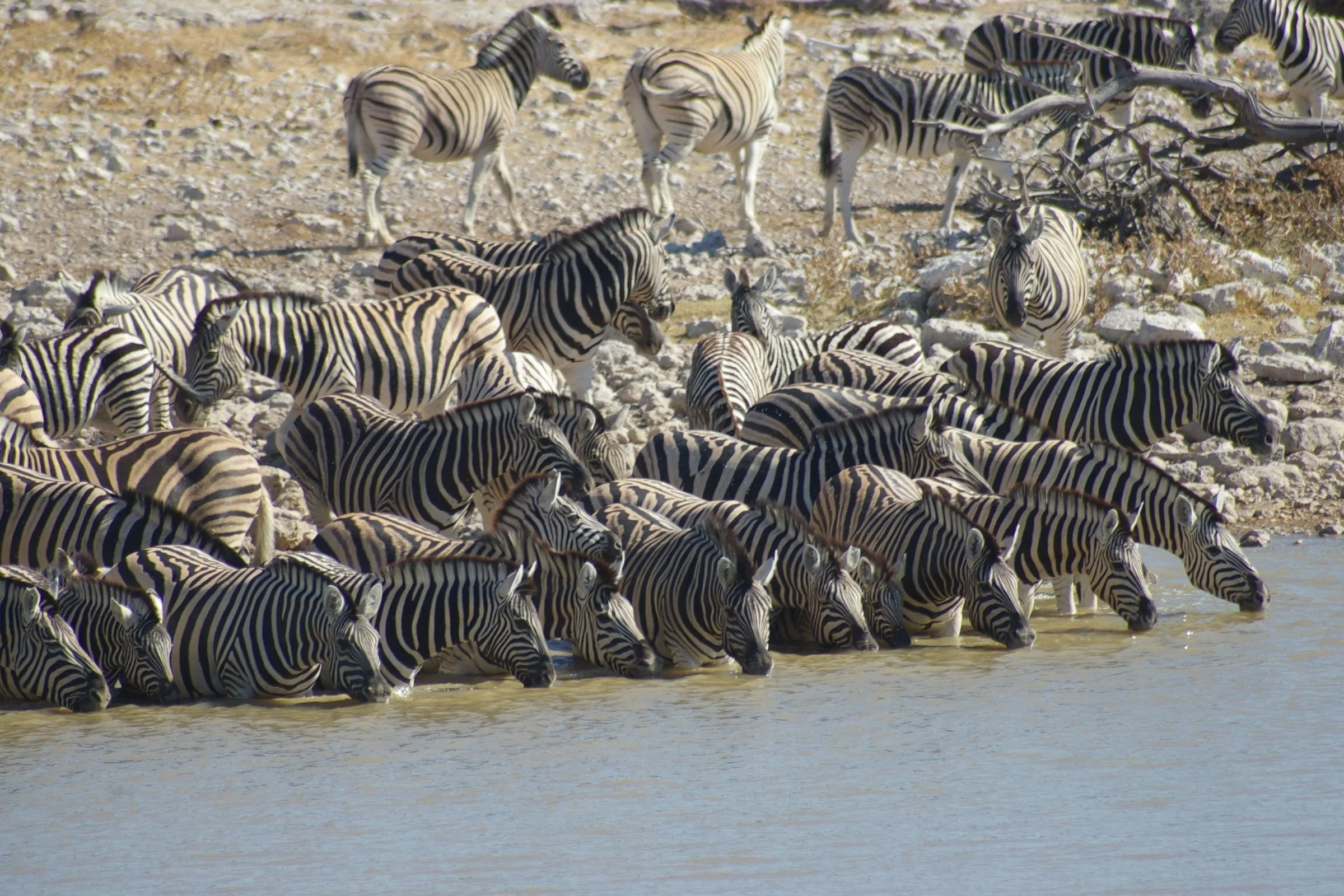 Okaukuejo, Etosha, Namibia