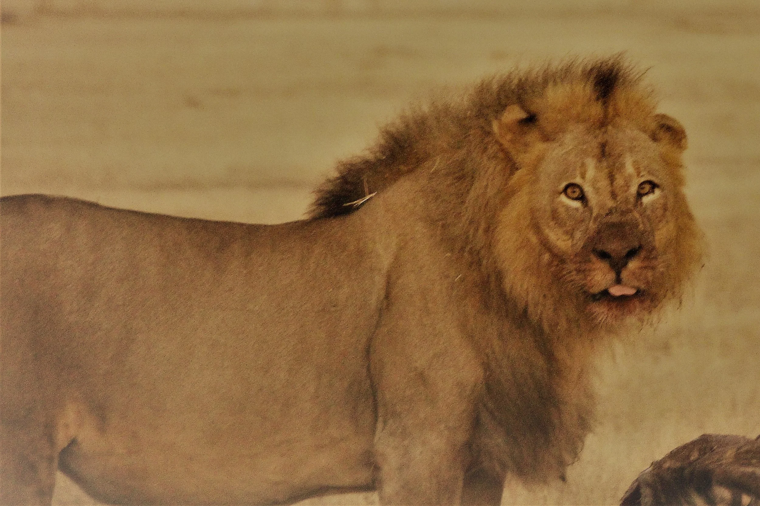 Gemsbokvlakte, Etosha, Nambia