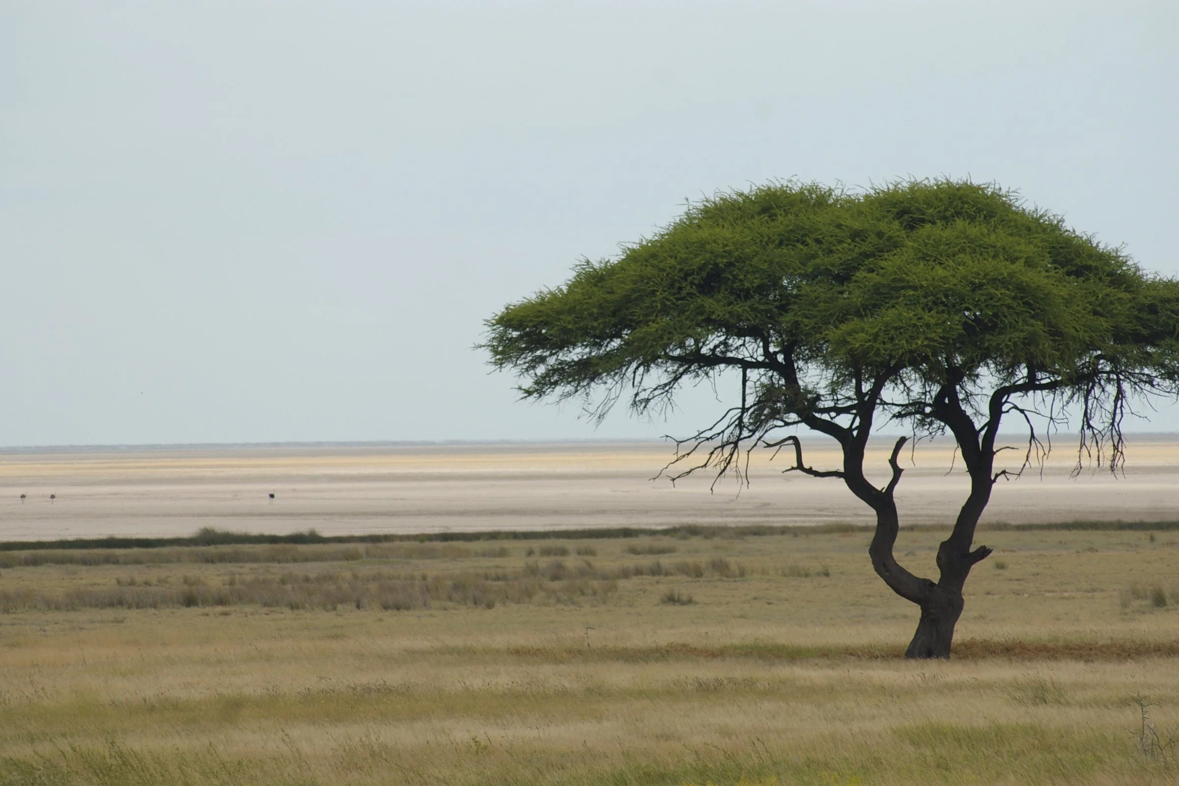 Etosha pan, Namibia