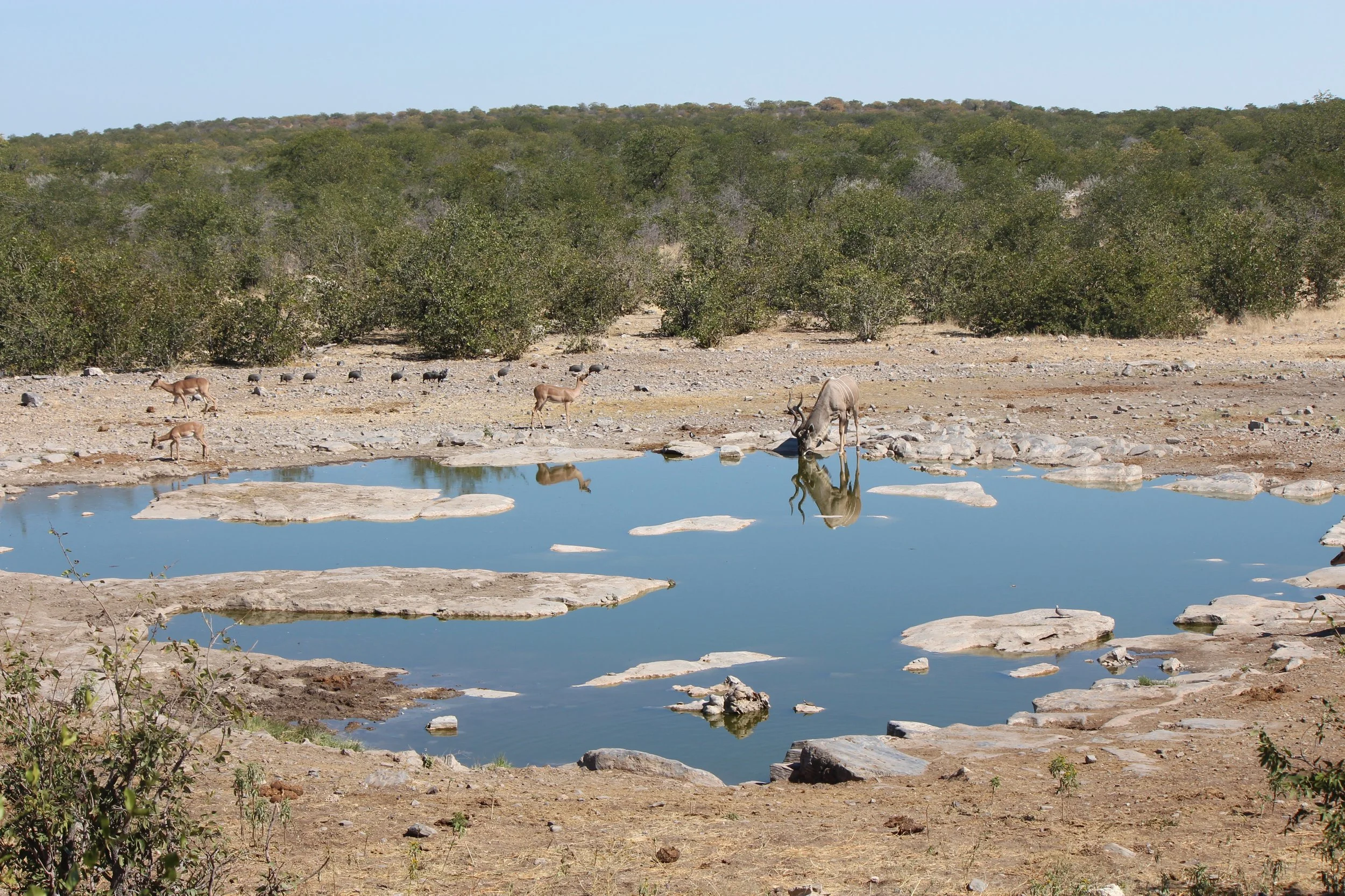 Etosha, Nambia