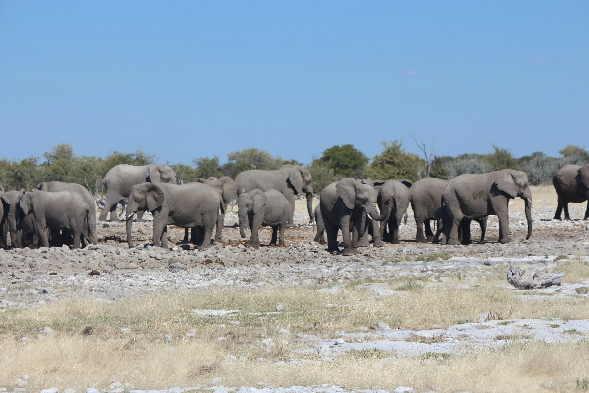 Etosha, Nambia