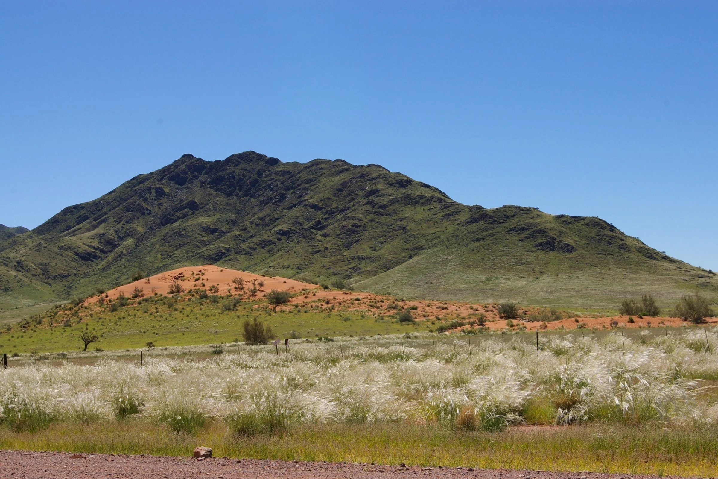 Namib dunes in a good rain season,  Nambia