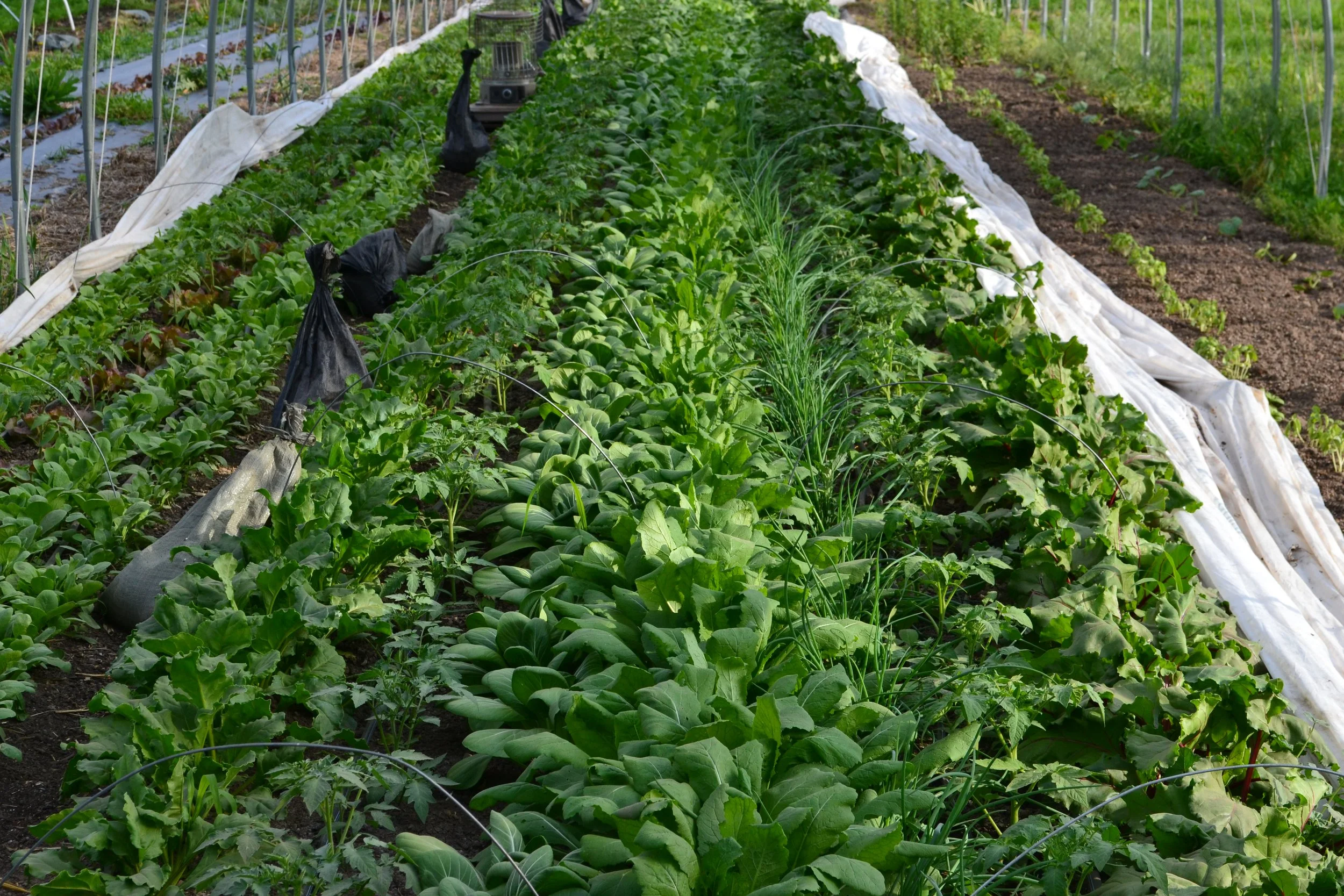 more gorgeous rows of greens.JPG