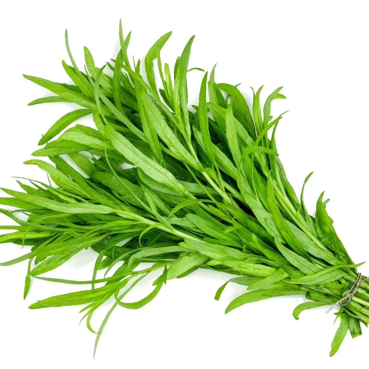 tarragon-seeds-russian-herb-seeds-alliance-of-native-seedkeepers-hb77-67656750-9809904.jpg.webp