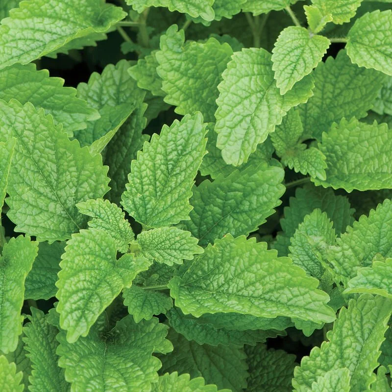 00766_01_lemonbalm.jpg