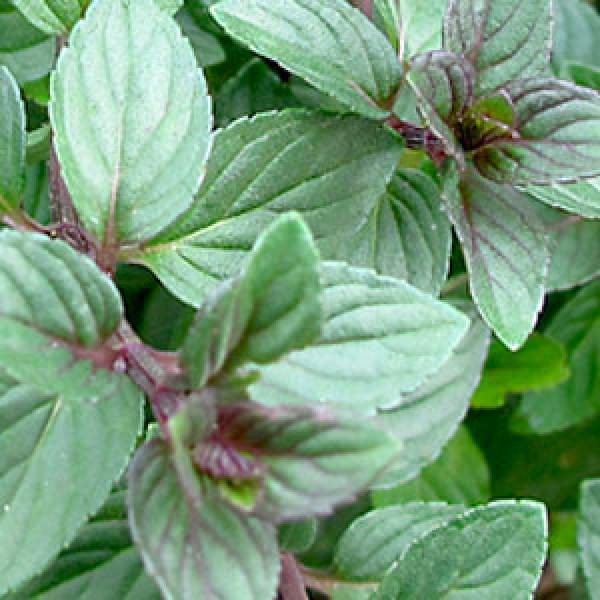 herb-mint-chocolate-herb-1631207602.jpg