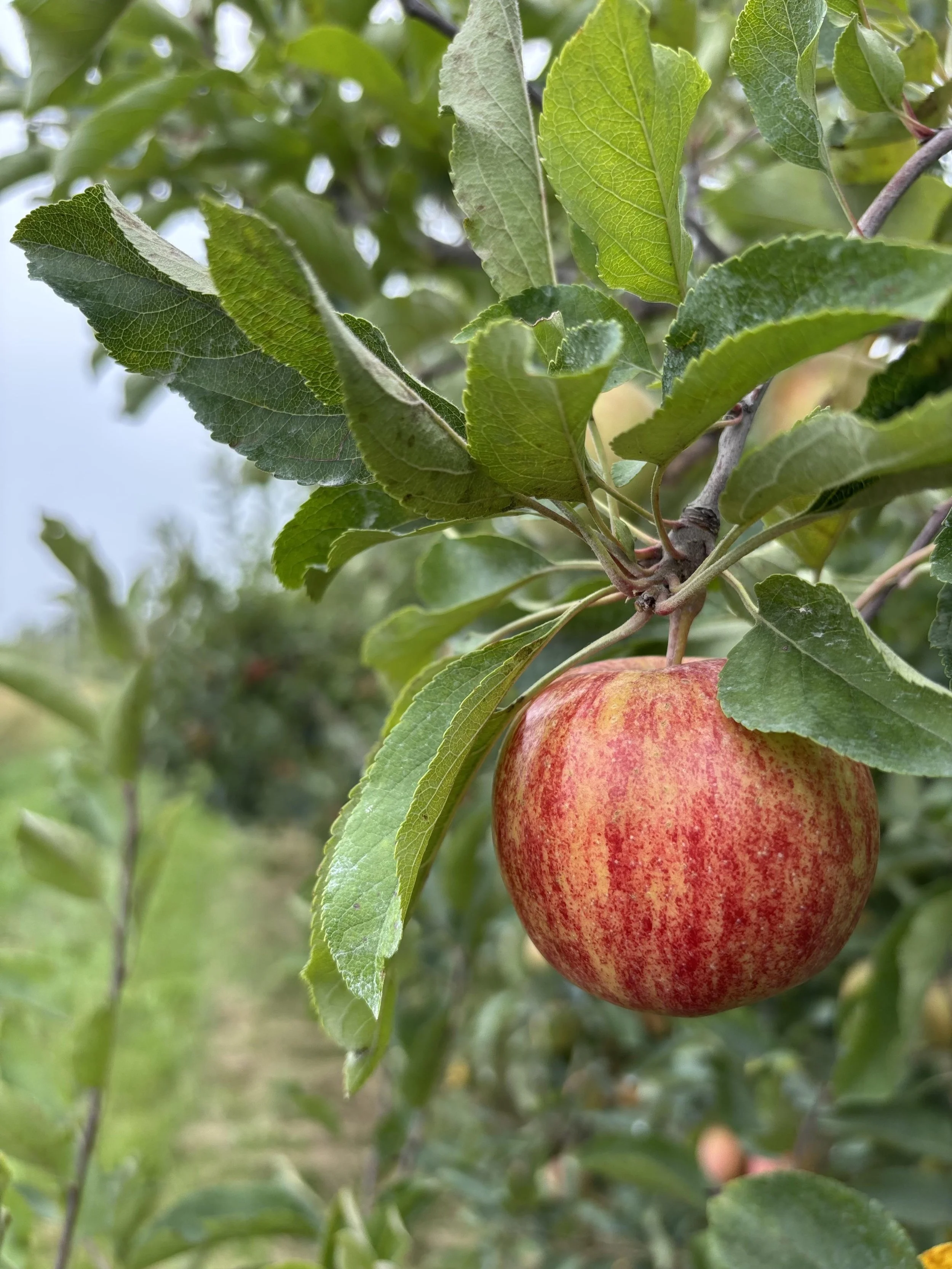 Third Leaf Gala Apples - 2 Pounds