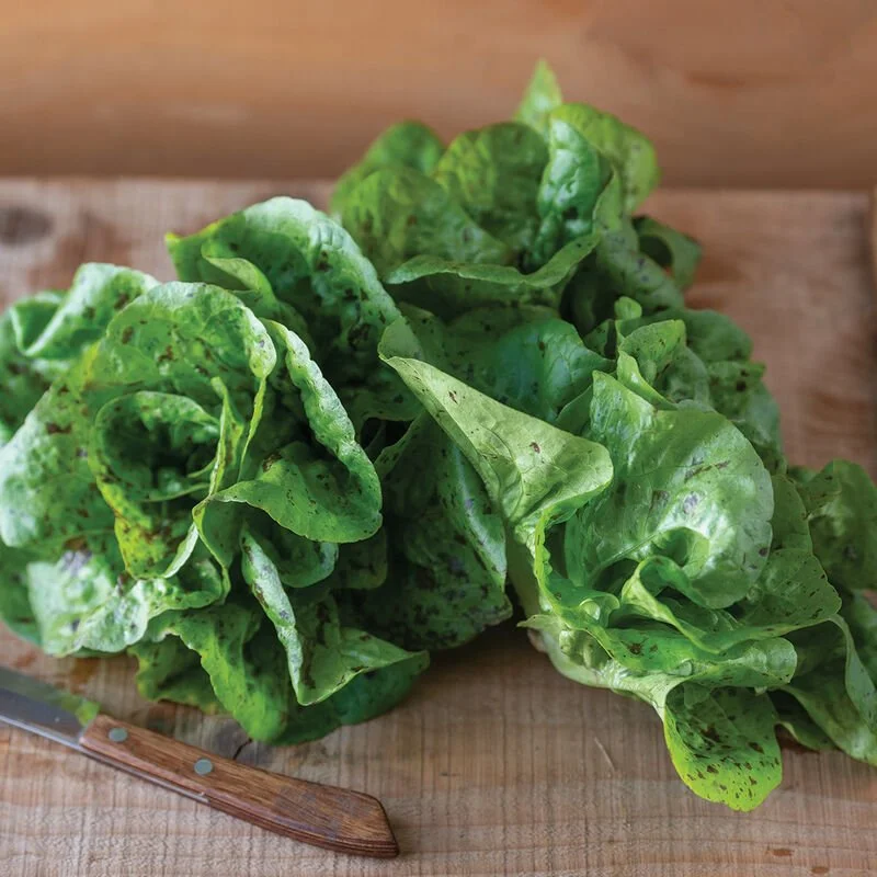 04769g_01_kolibri_mini_lettuce.jpg