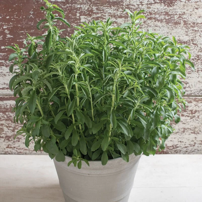 02305g_01_stevia.jpg