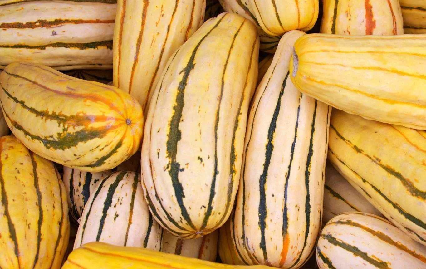 delicata_squash.jpg.webp
