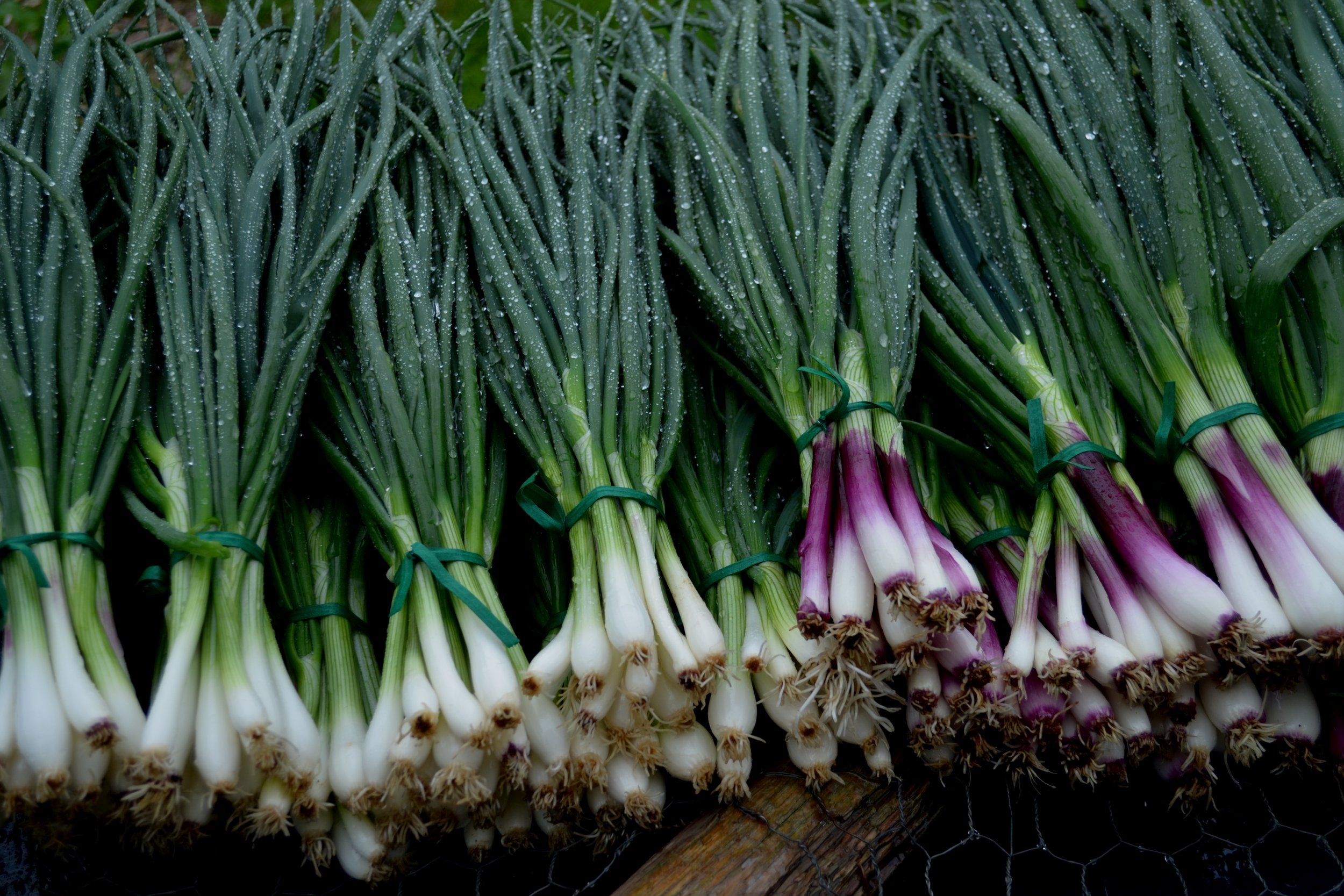 Down River Farm in East Peoria takes break for 2023 growing season