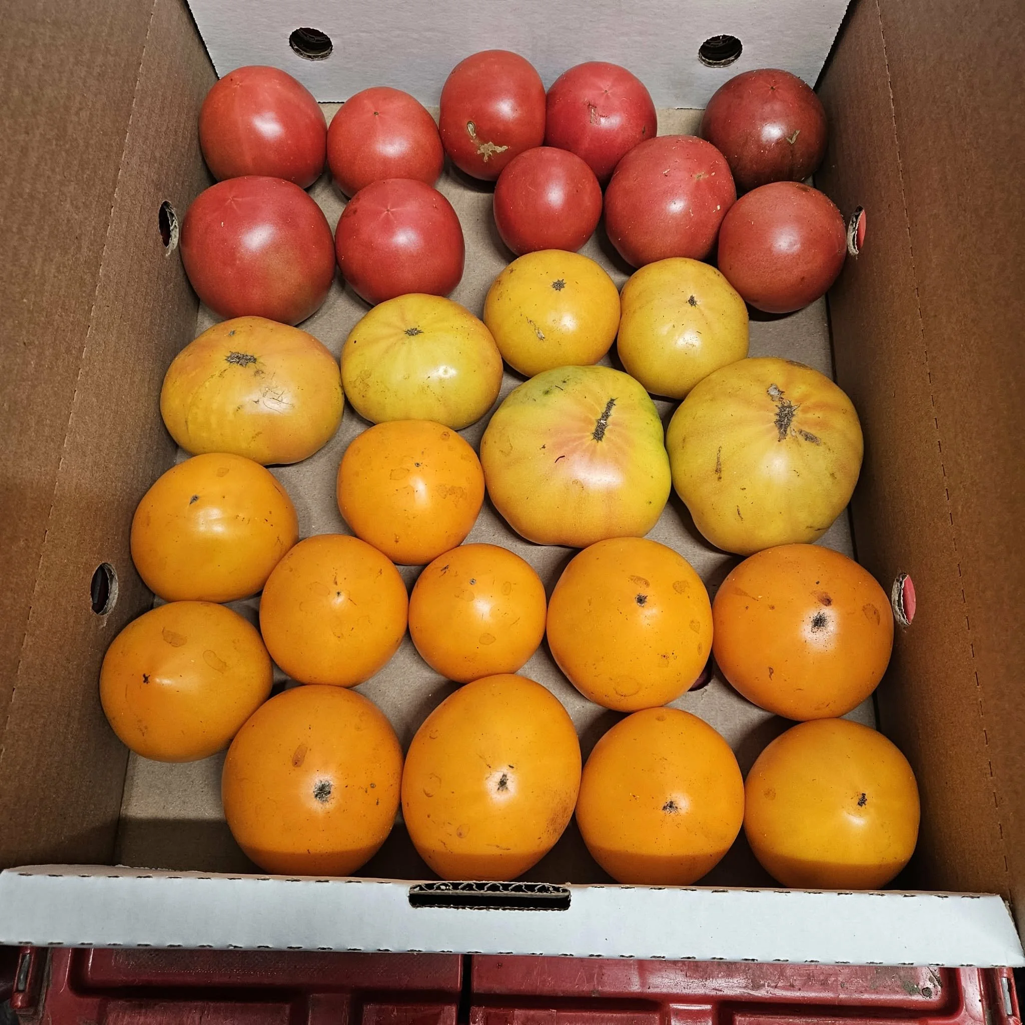 Heirloom Tomato Mix - 10 Pound Flat