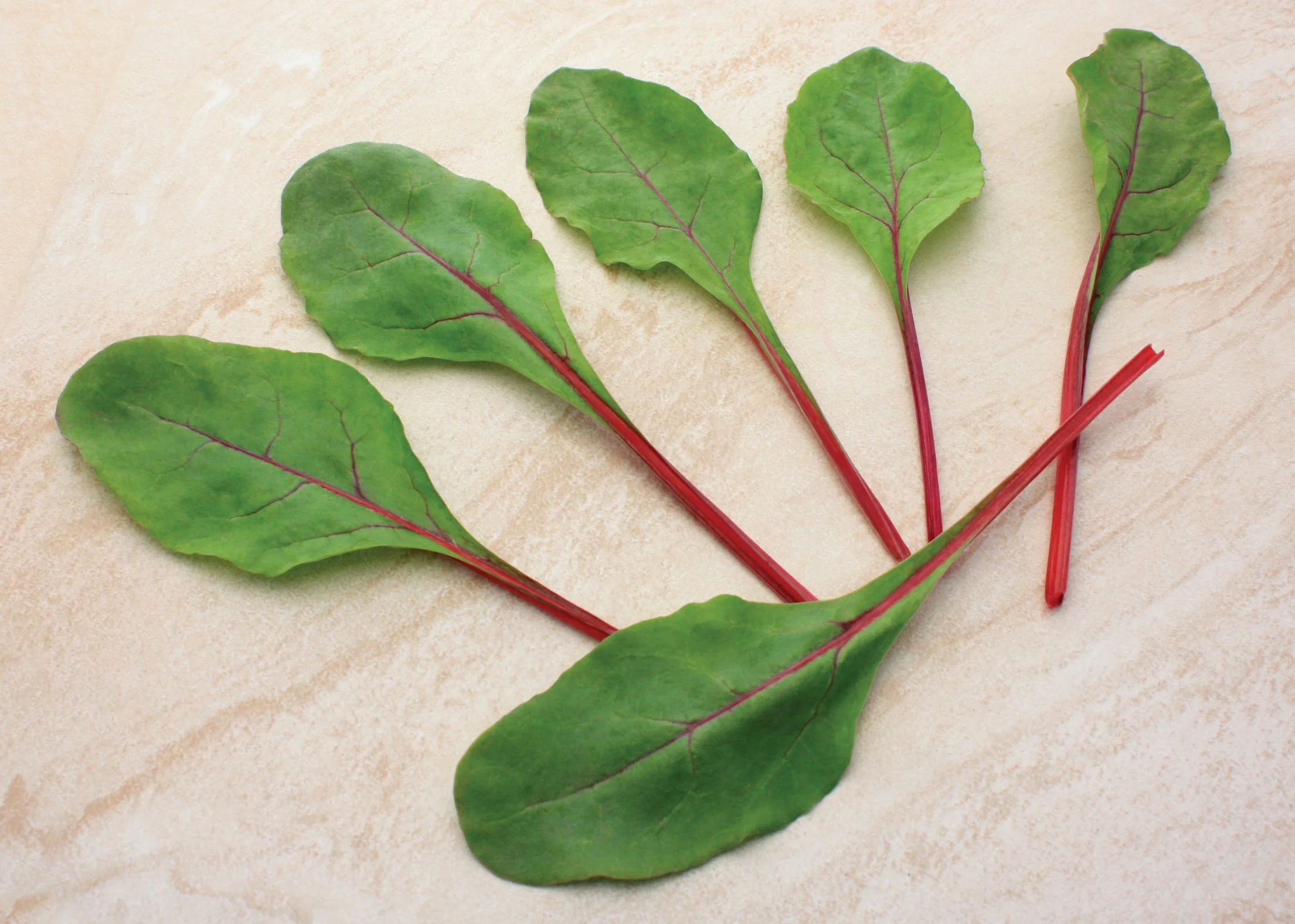 SwissChard_BL_RubyFreshSBEJ257.jpg
