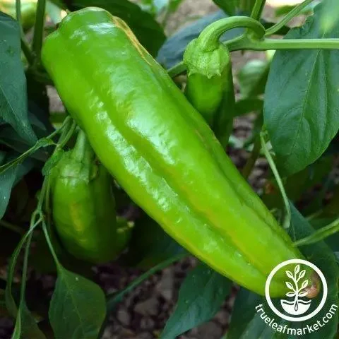 pepper-sweet-corno-di-toro-giallo-conventional-o-com-wm.jpg.webp