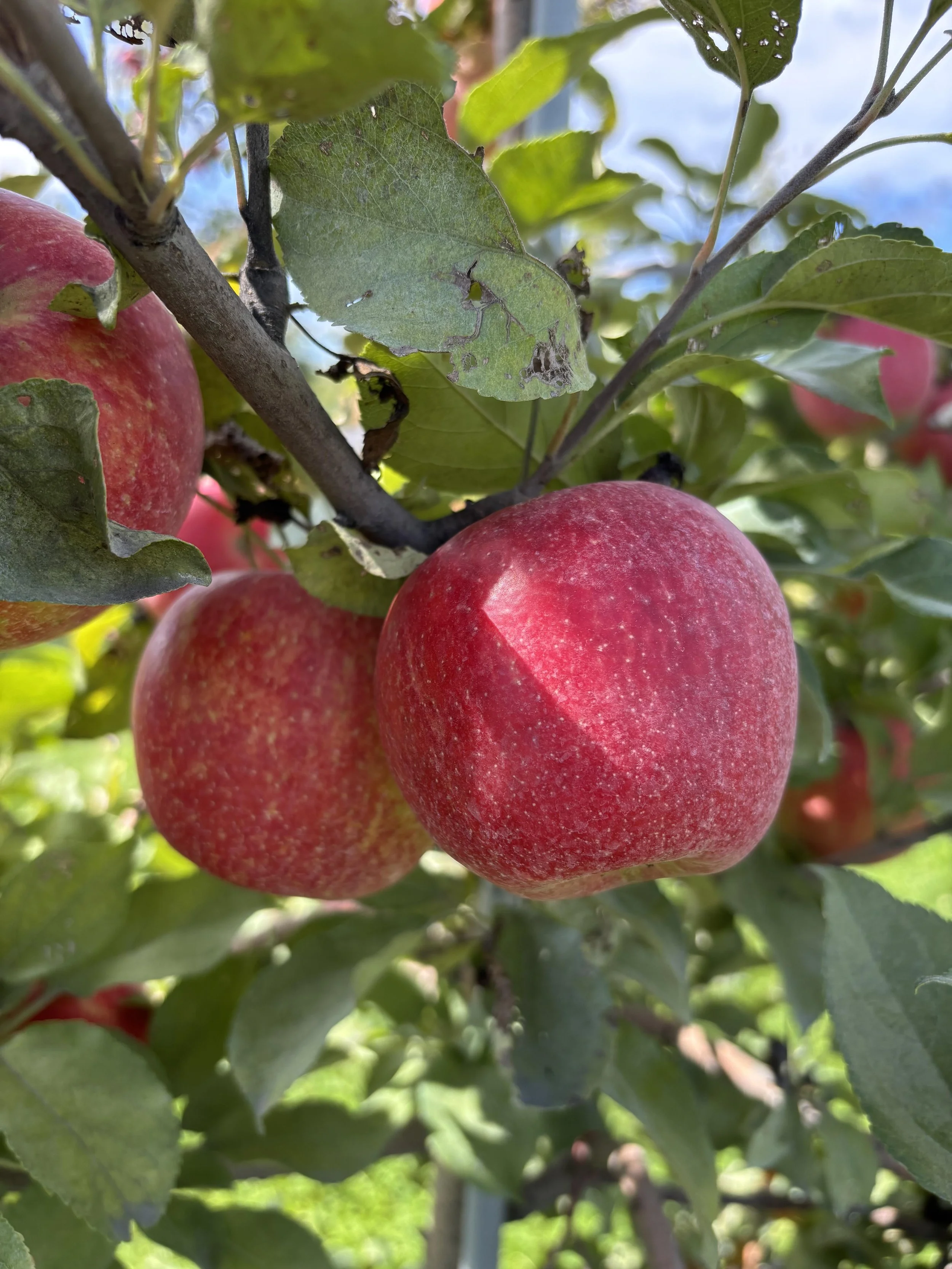 Third Leaf Honeycrisp Apples - 2 Pounds
