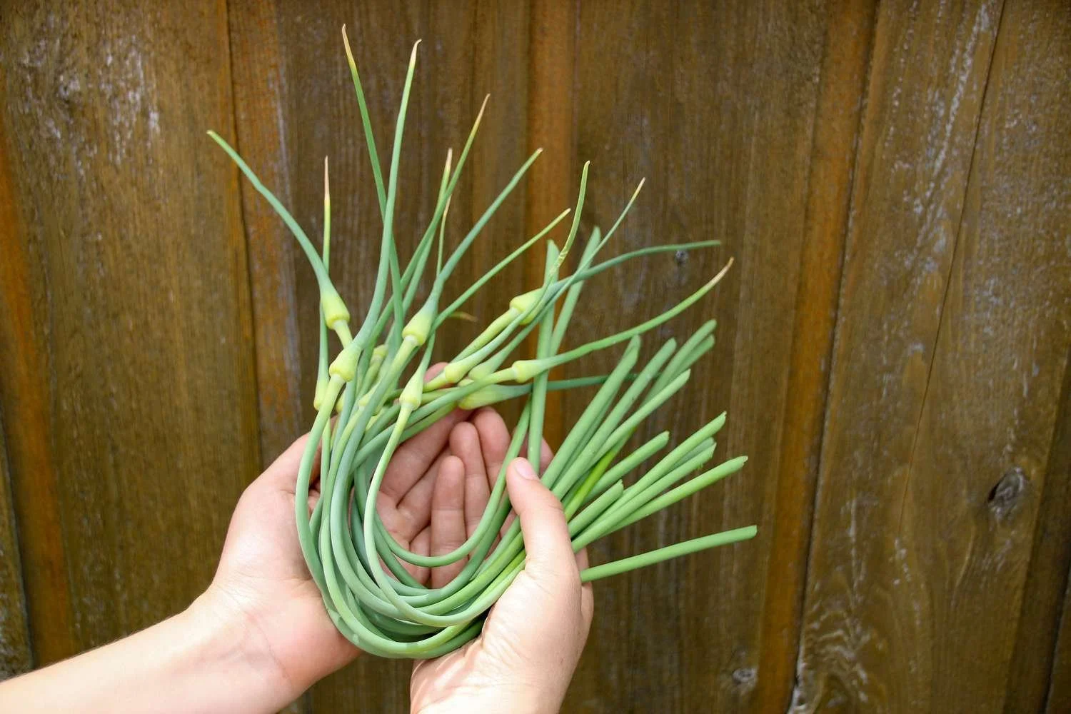 Garlic-Scapes-Main-067dfc33265241139bcb9b140c1dab30.jpg