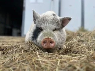 Farm Summer Social and Emotional Skills Group