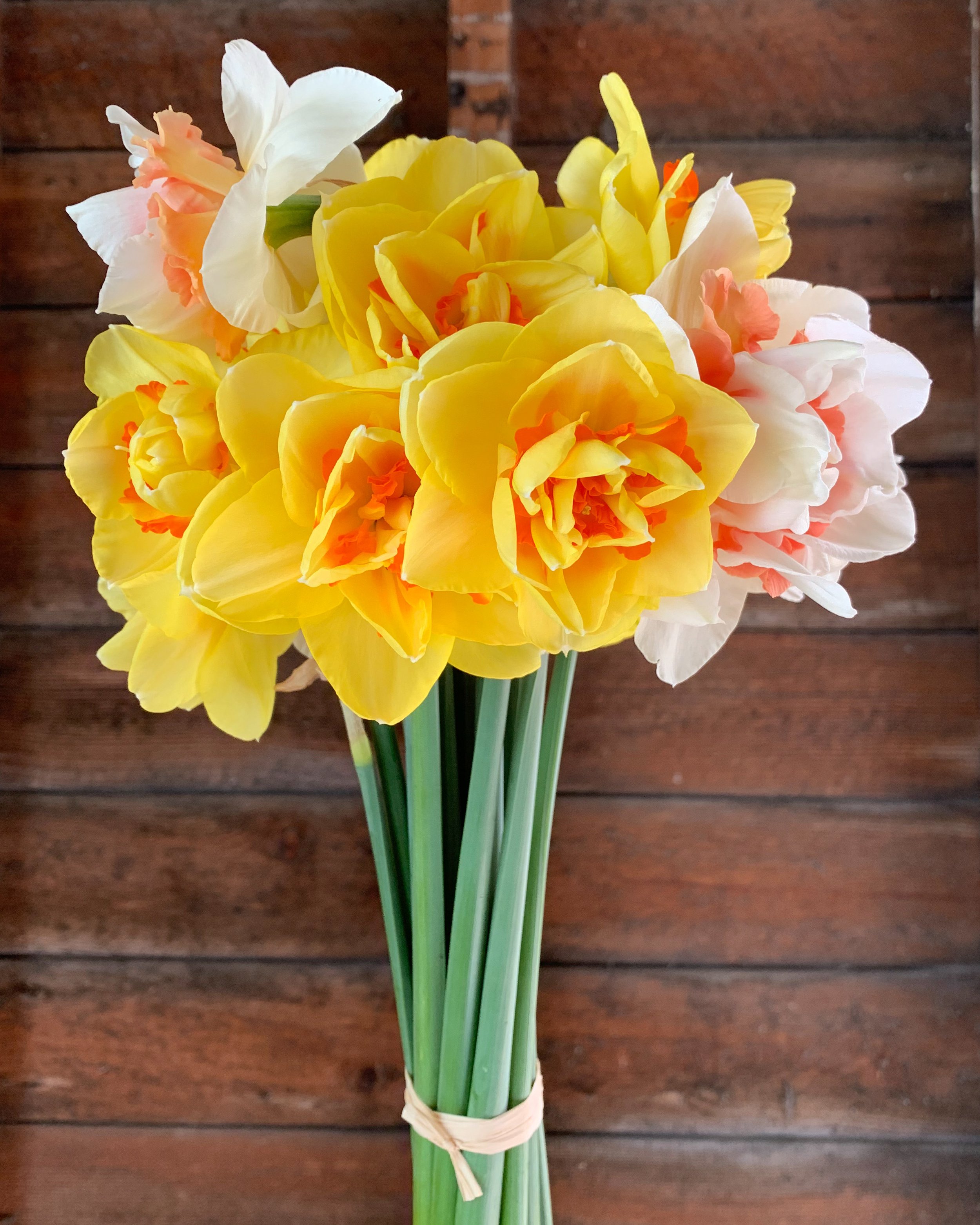 Scented narcissus