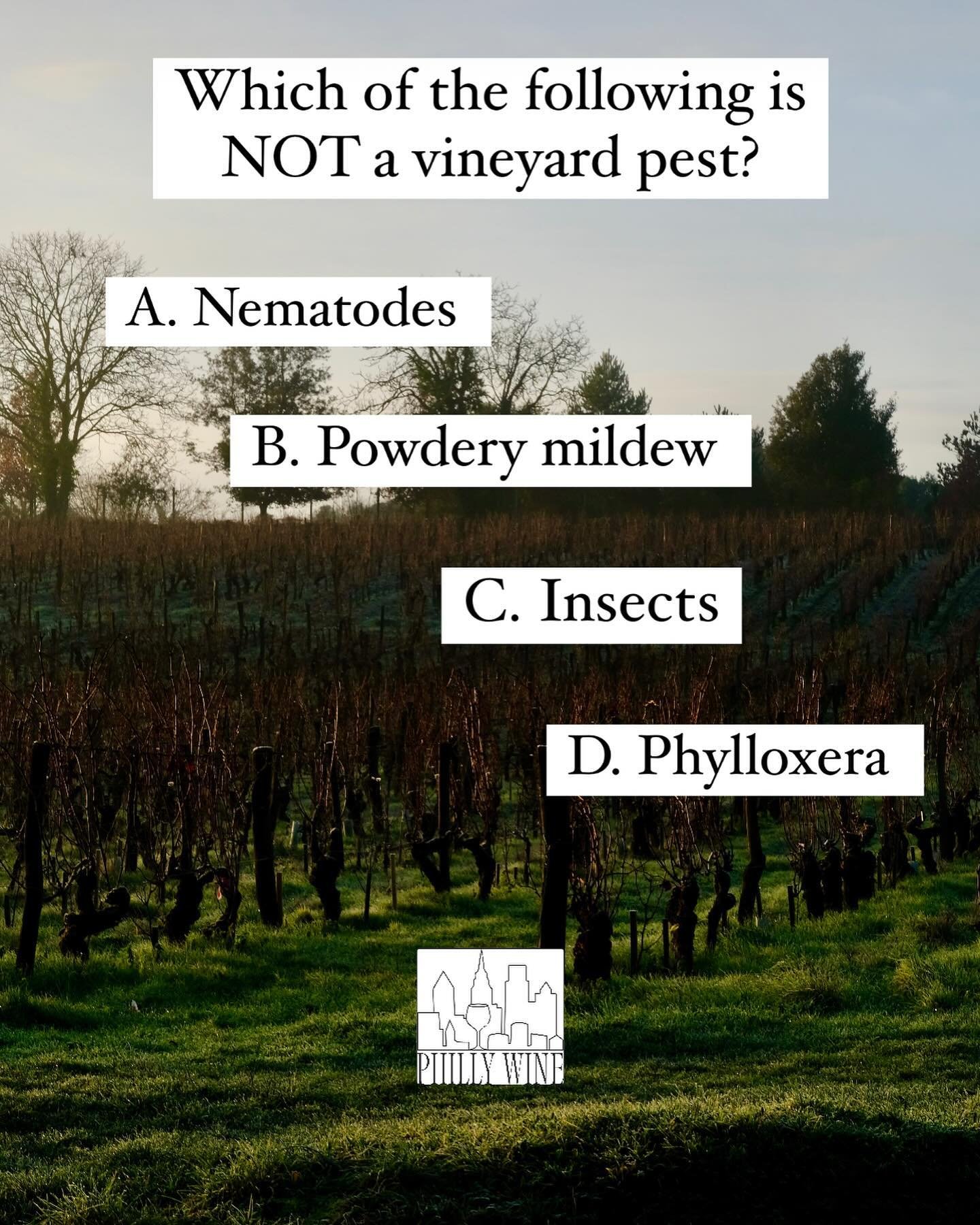 When the sun is shining and the weather is sweet, it&rsquo;s a great time to be in the vineyard or outside at #rittenhousesquare studying for @wsetglobal 😜

🪲 - But what about when we find some unwanted friends among the rows? 

👀 - For this week&