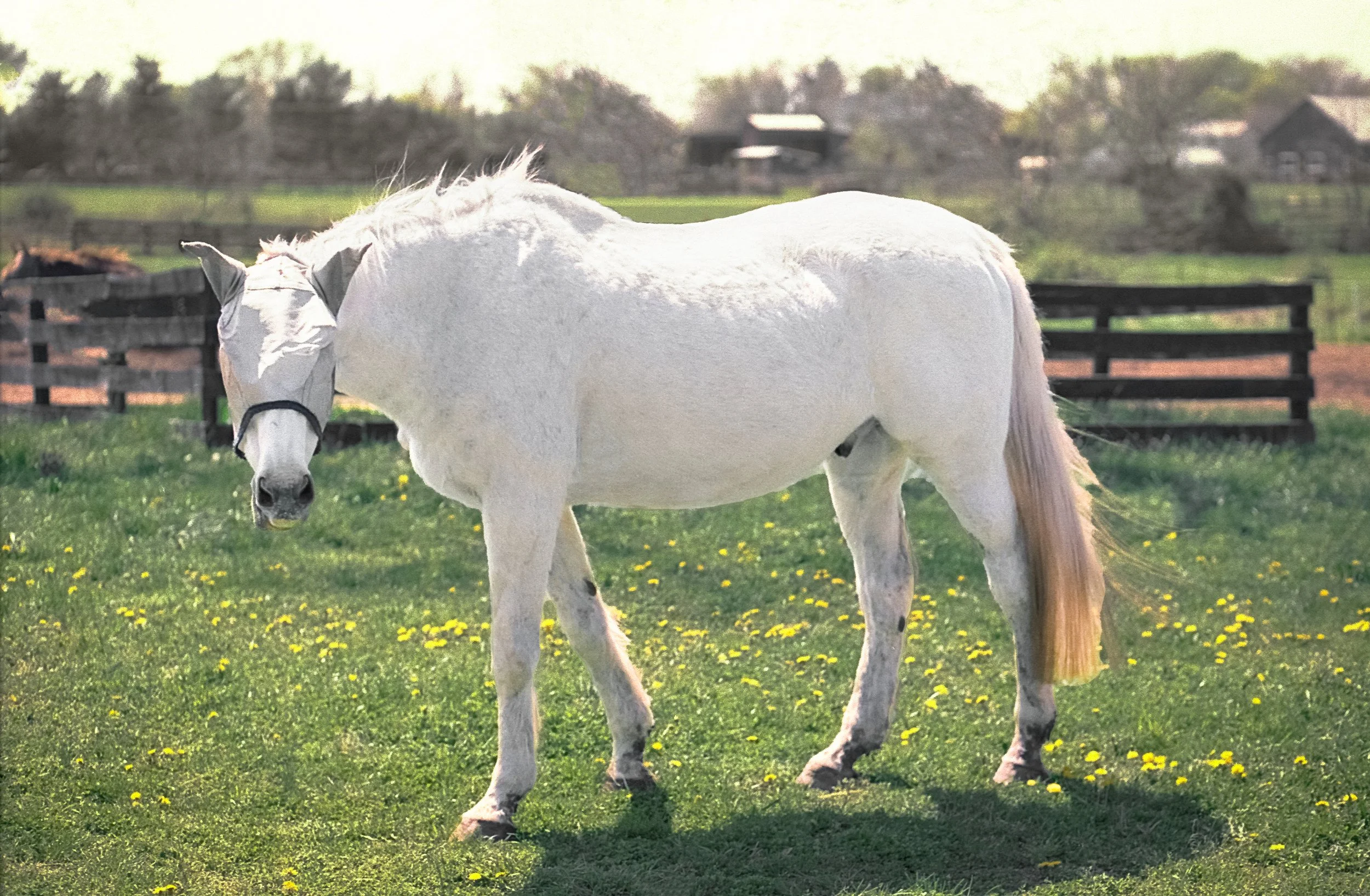 Blind Horse copy.jpg