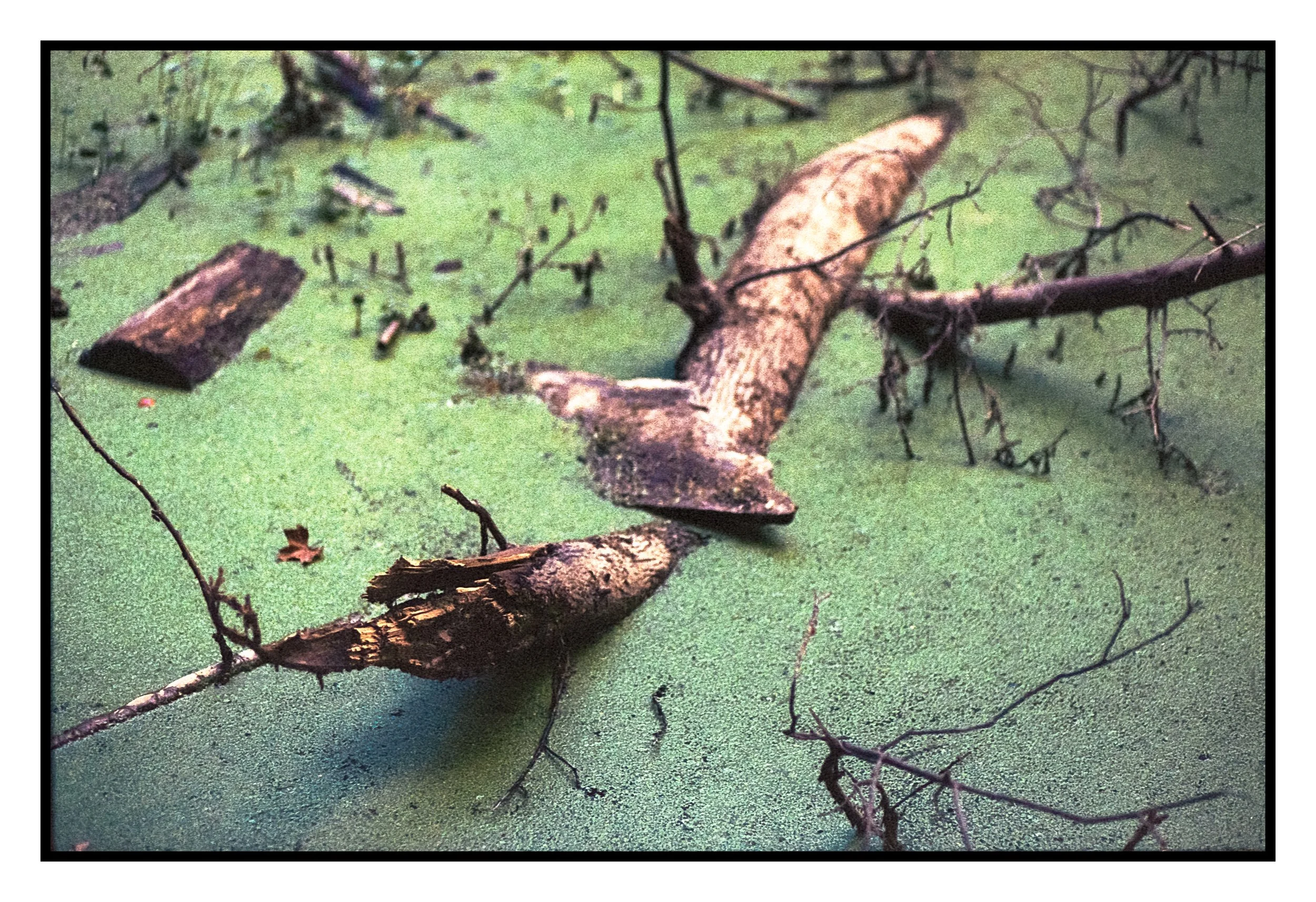 Pretty Swamp Stump.jpg