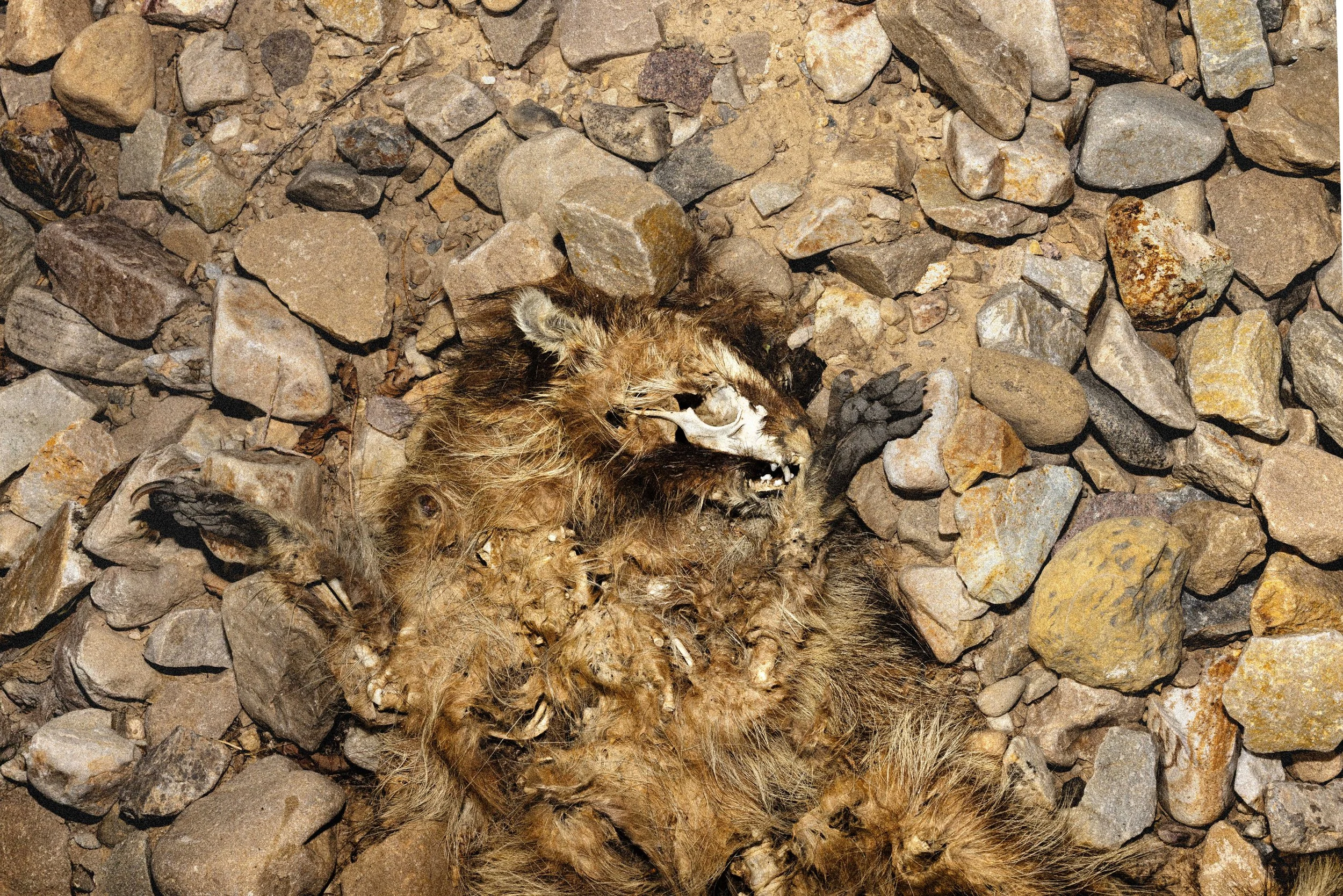 Dead 7.20.25 Lower image quality-2987.jpg